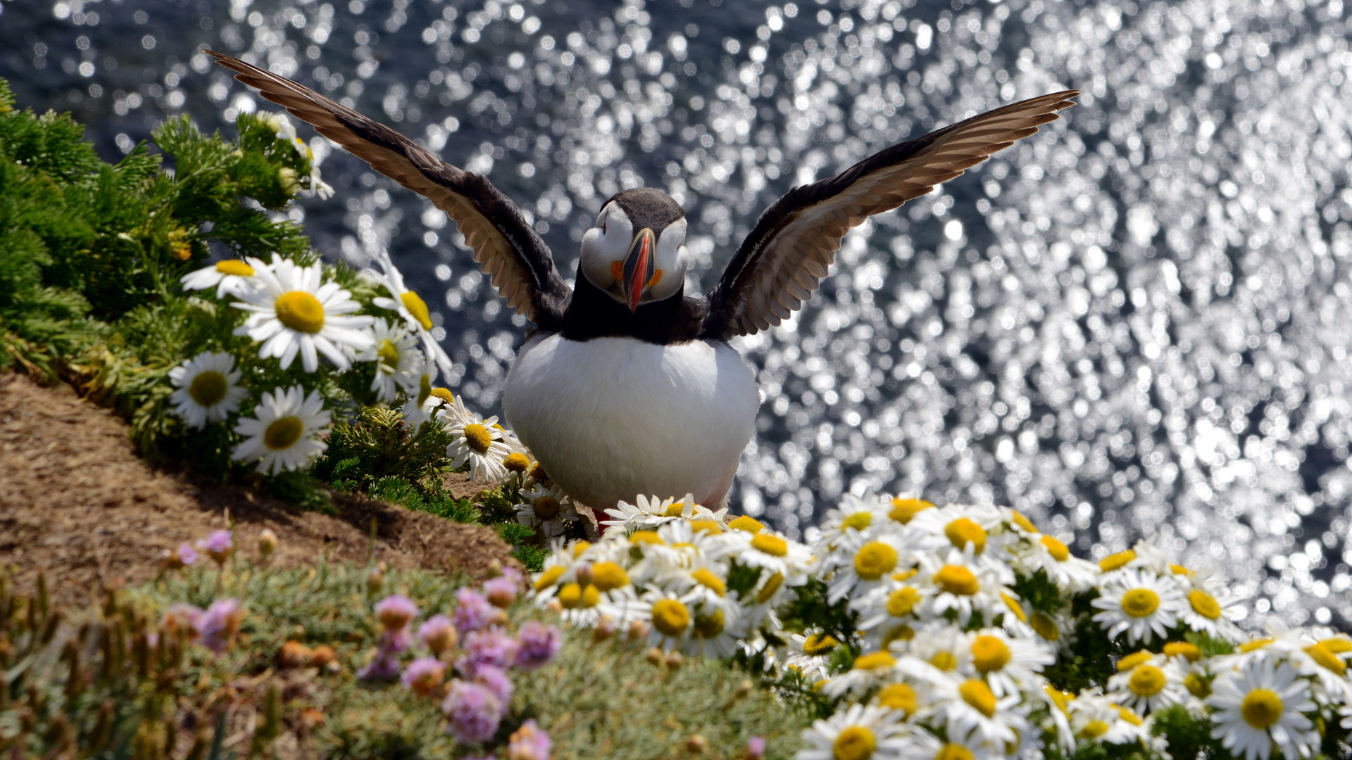 Download mobile wallpaper Animal, Puffin for free.