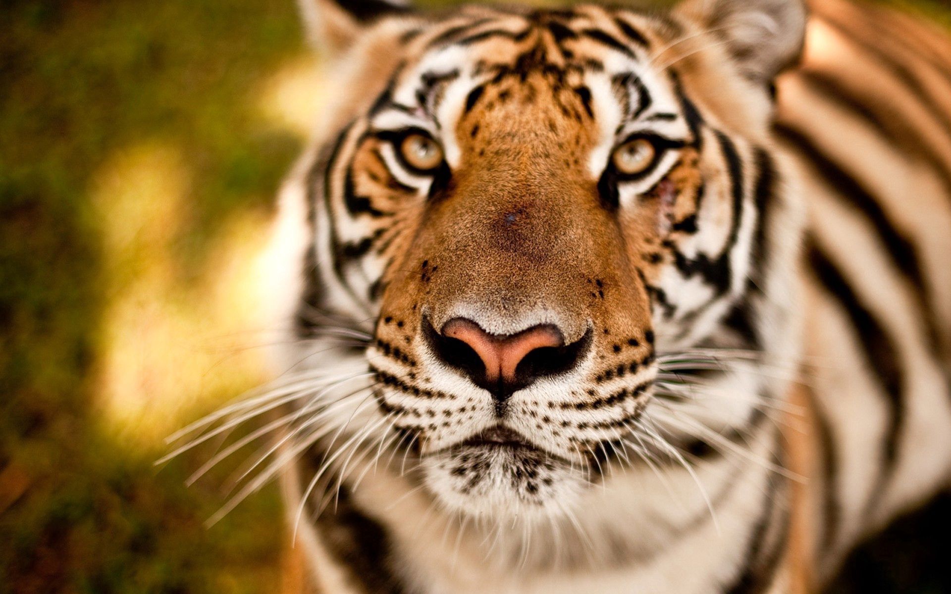 Download mobile wallpaper Sight, Opinion, Predator, Animals, Muzzle, Tiger for free.