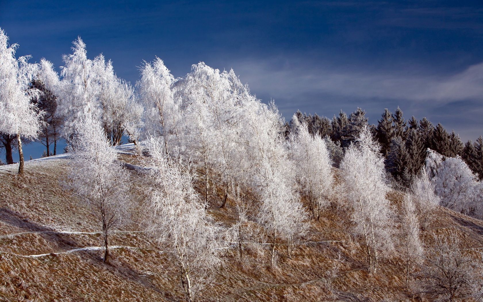 Baixe gratuitamente a imagem Inverno, Natureza, Árvores, Neve, Geada, Colina na área de trabalho do seu PC