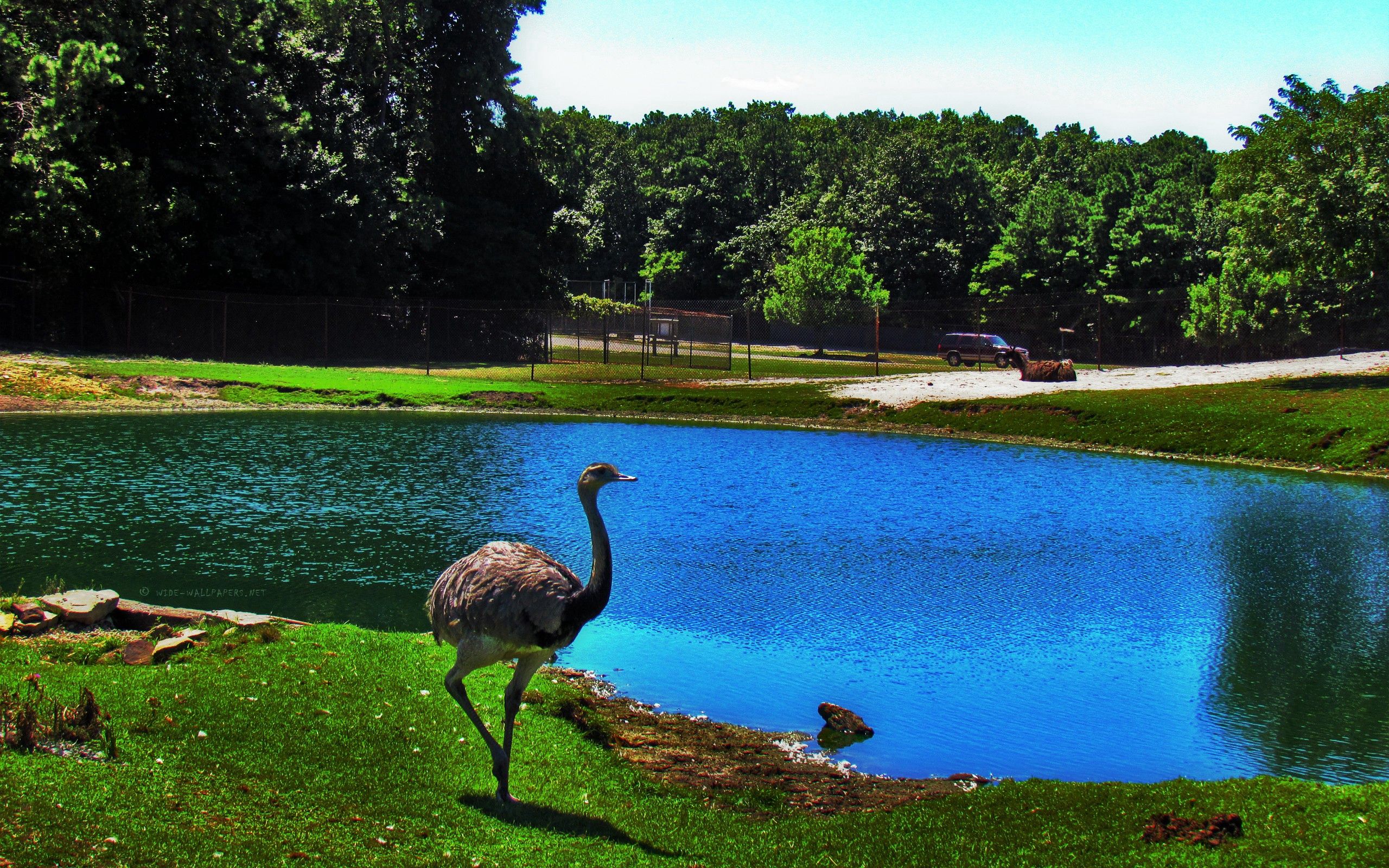 animals, ostrich, lake, bird, pond, zoo