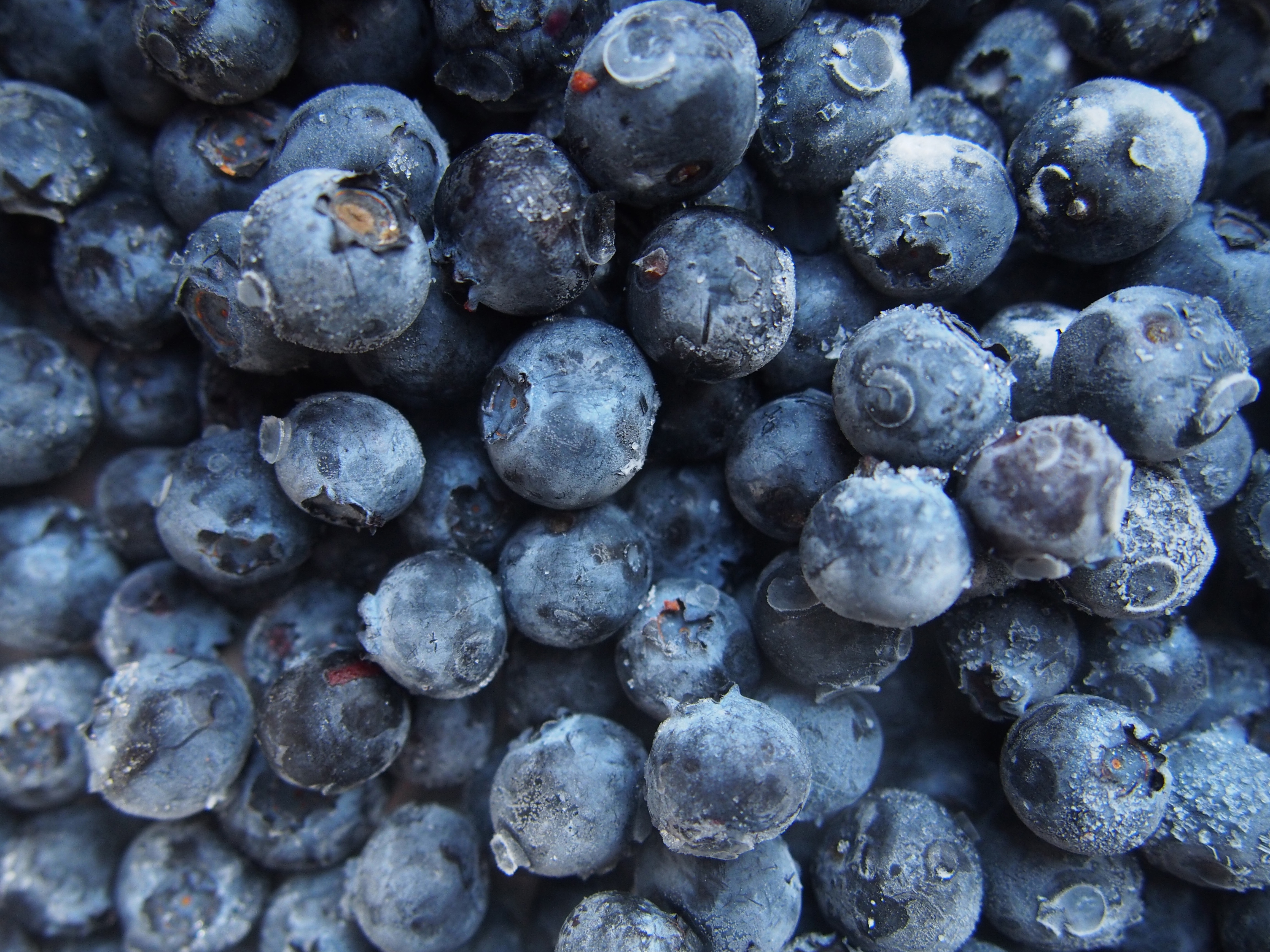 Laden Sie das Lebensmittel, Blaubeeren, Berries, Reif, Die Ernte, Ernte-Bild kostenlos auf Ihren PC-Desktop herunter
