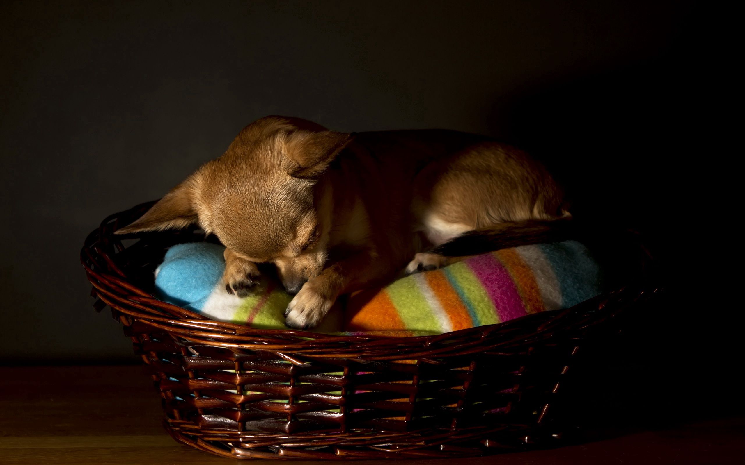 Handy-Wallpaper Hund, Chihuahua, Tiere, Haus kostenlos herunterladen.