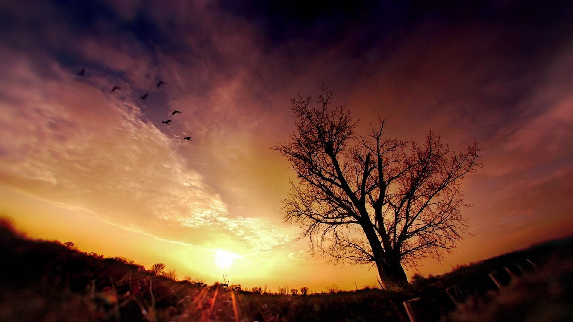Скачать обои бесплатно Птицы, Дерево, Земля/природа, Закат Солнца картинка на рабочий стол ПК