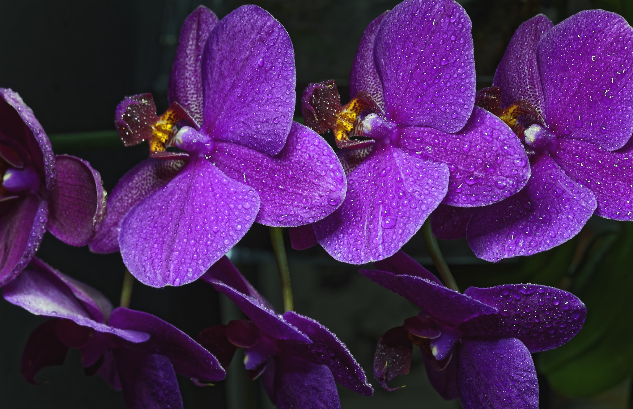 無料モバイル壁紙自然, フラワーズ, 花, 地球, 蘭, 水滴, 紫色の花をダウンロードします。