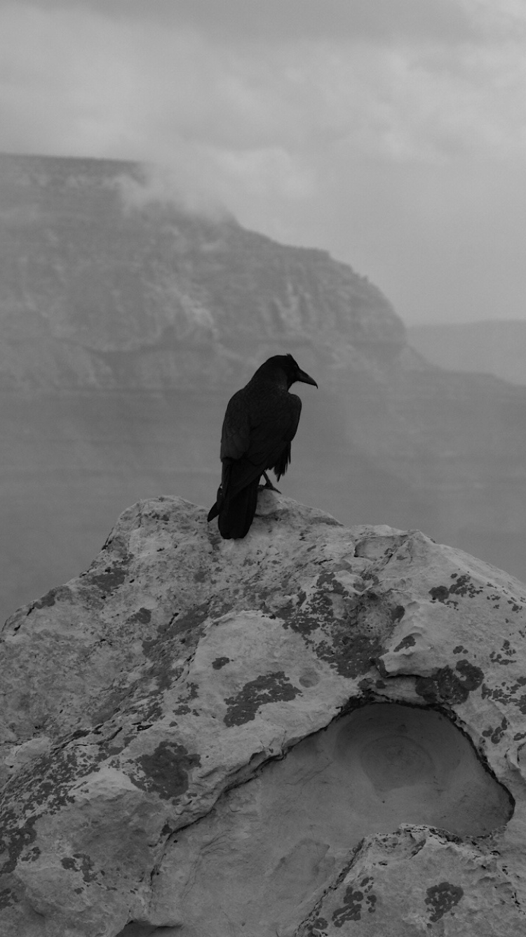 Handy-Wallpaper Tiere, Vögel, Vogel, Schwarz Weiß, Rabe, Schwarz Weiss kostenlos herunterladen.