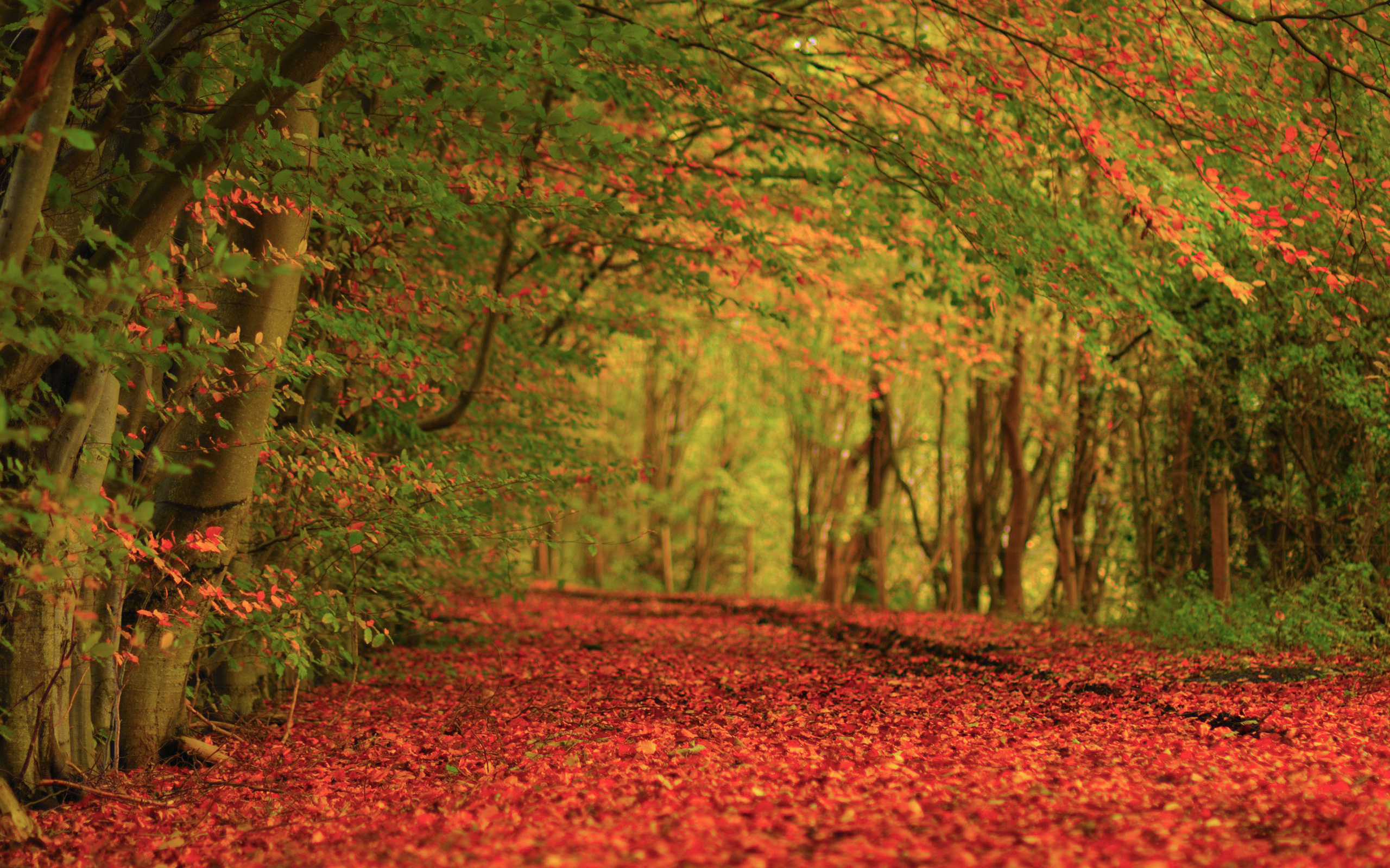 PCデスクトップに風景, 自然, 秋画像を無料でダウンロード