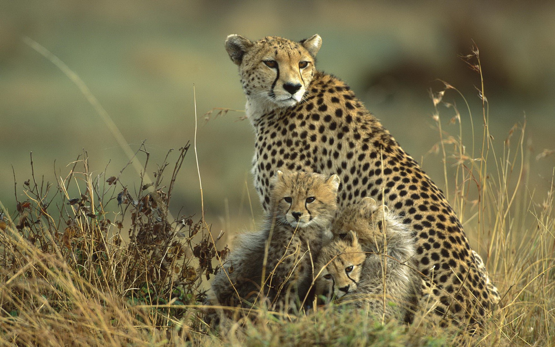 Download mobile wallpaper Cheetah, Cats, Animal for free.