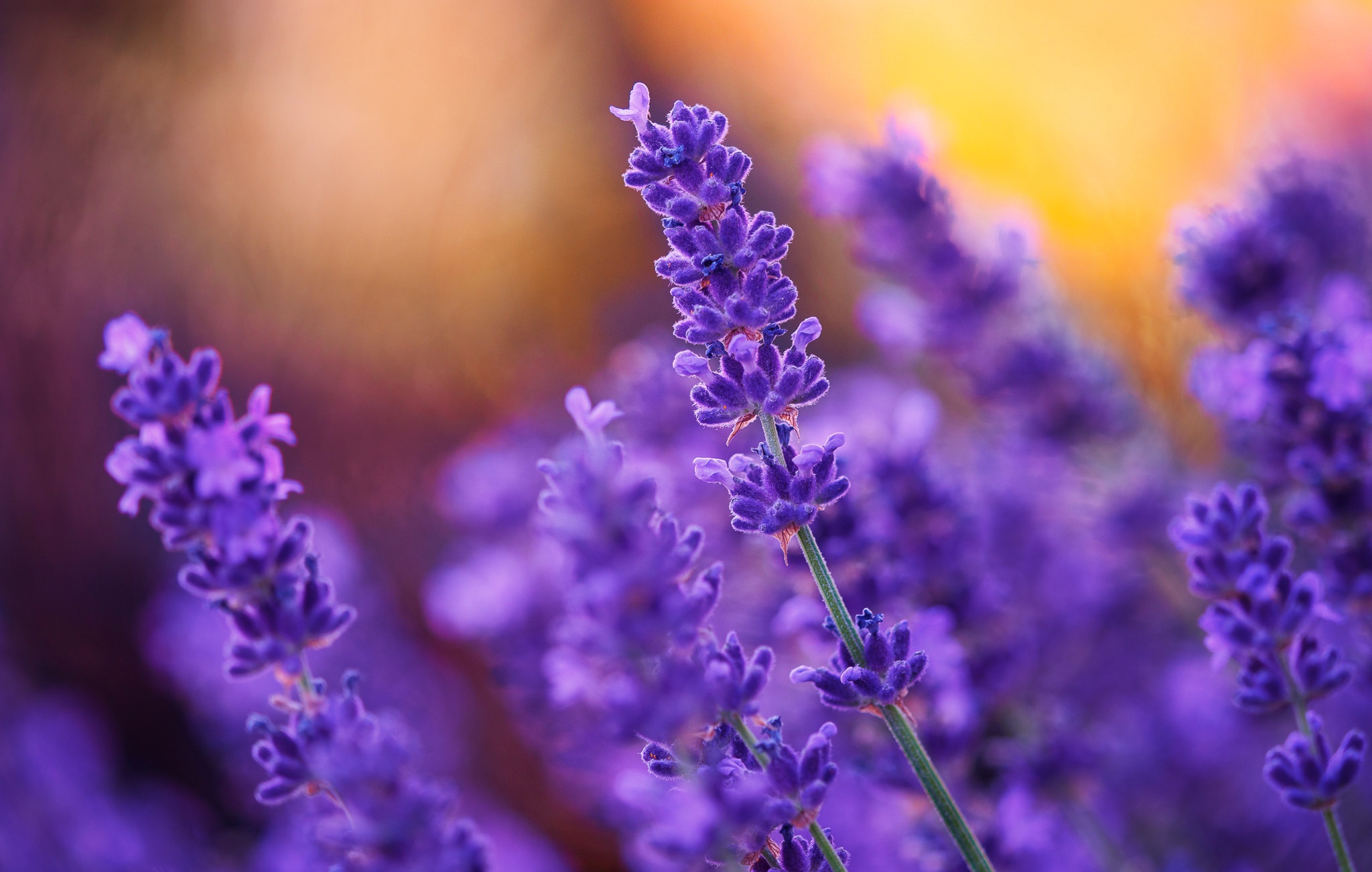 Download mobile wallpaper Nature, Flowers, Flower, Blur, Earth, Lavender, Purple Flower for free.