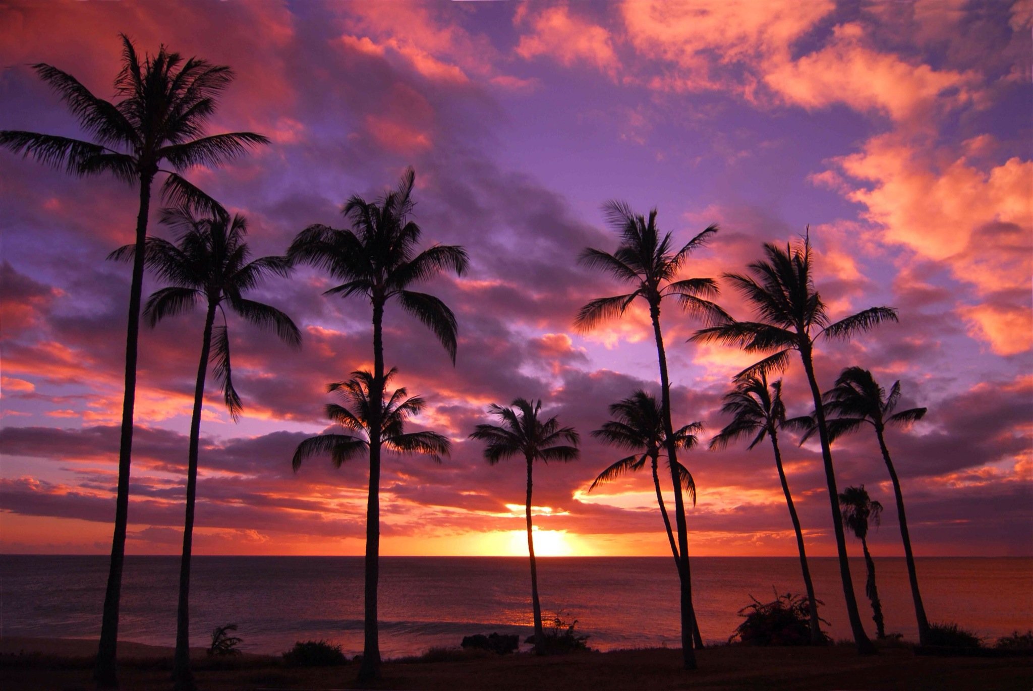 Laden Sie das Natur, Horizont, Ozean, Palme, Lila, Himmel, Sonnenuntergang, Erde/natur-Bild kostenlos auf Ihren PC-Desktop herunter