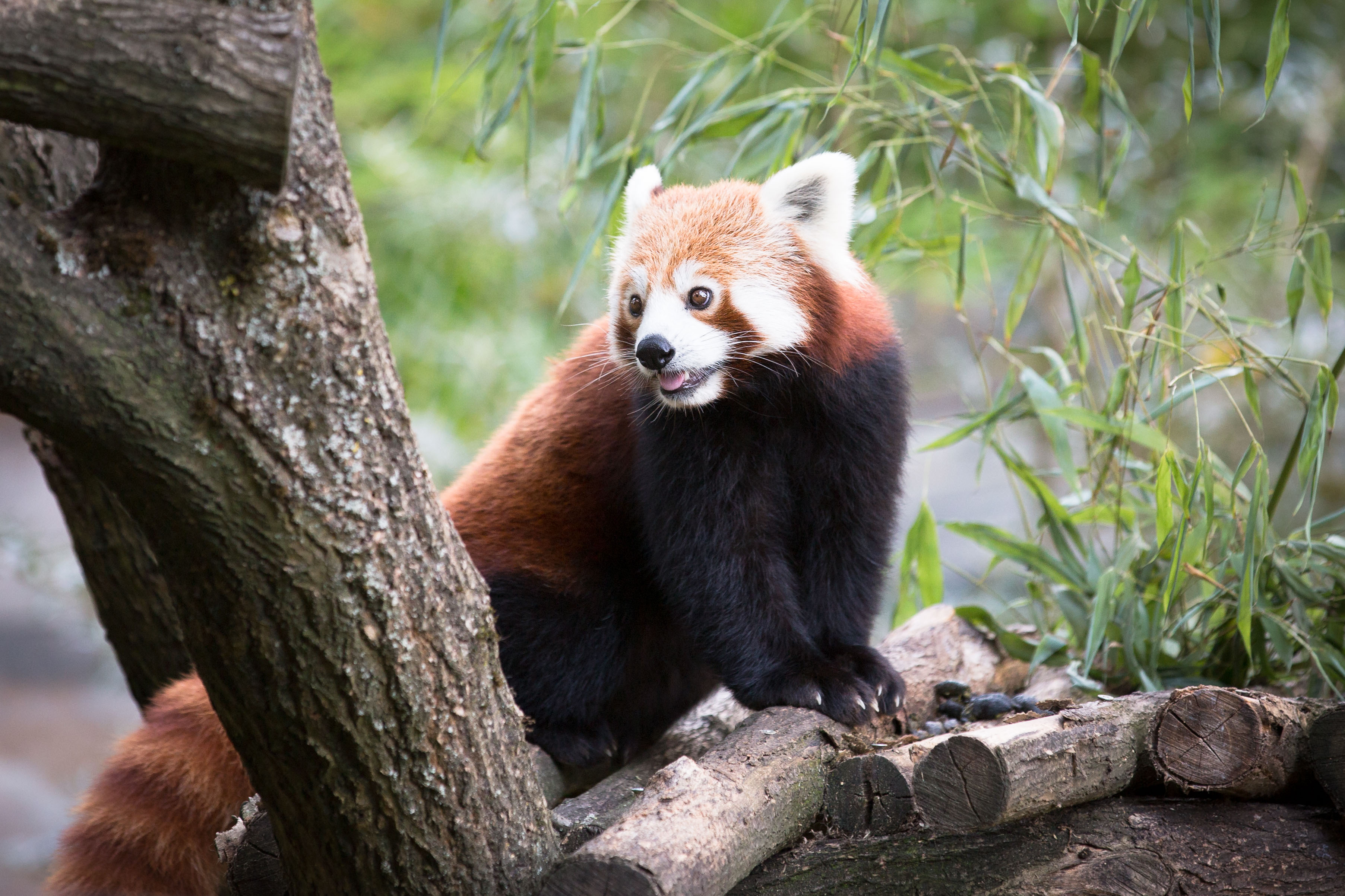 Download mobile wallpaper Animal, Panda, Red Panda for free.