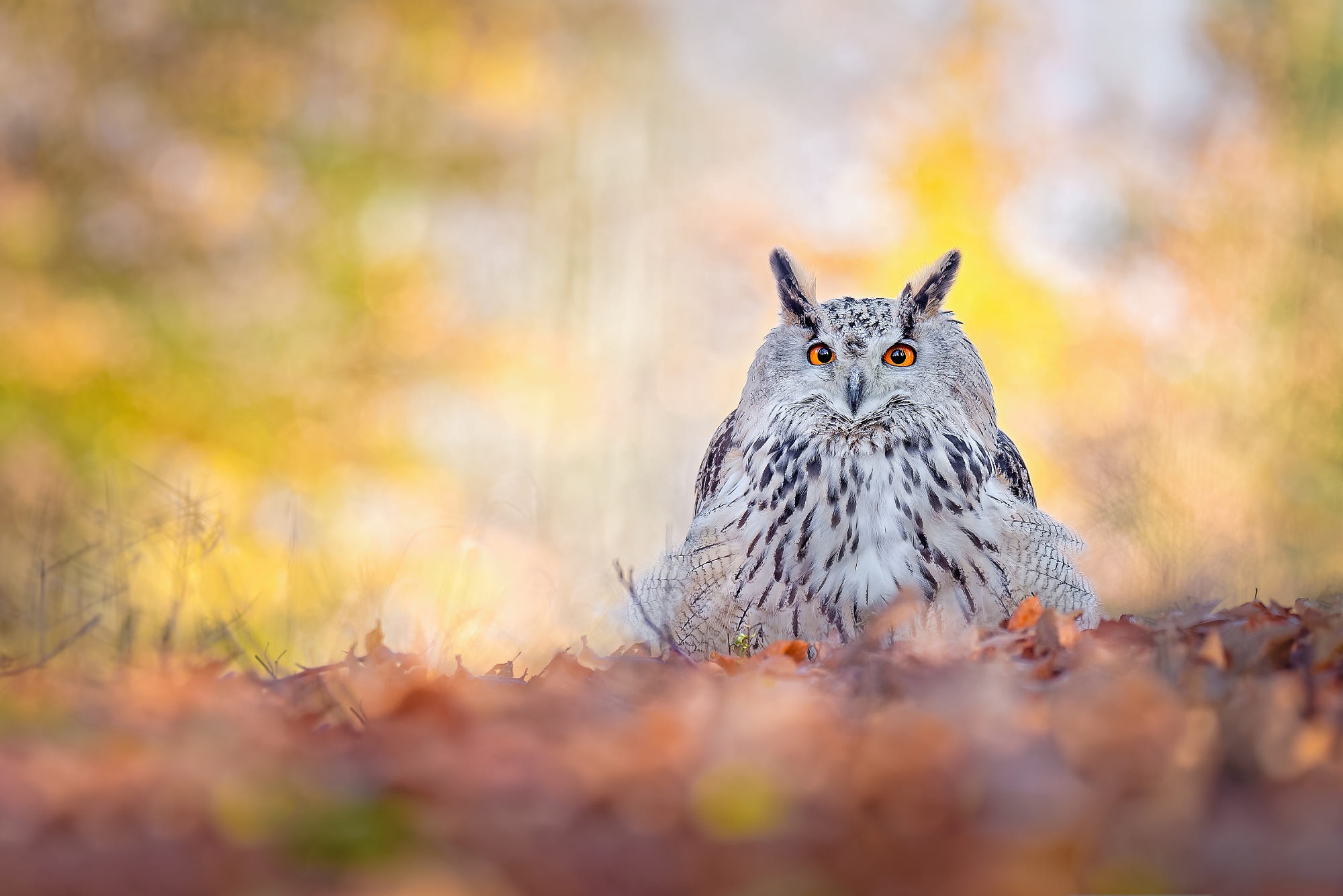 Free download wallpaper Birds, Owl, Bird, Animal on your PC desktop