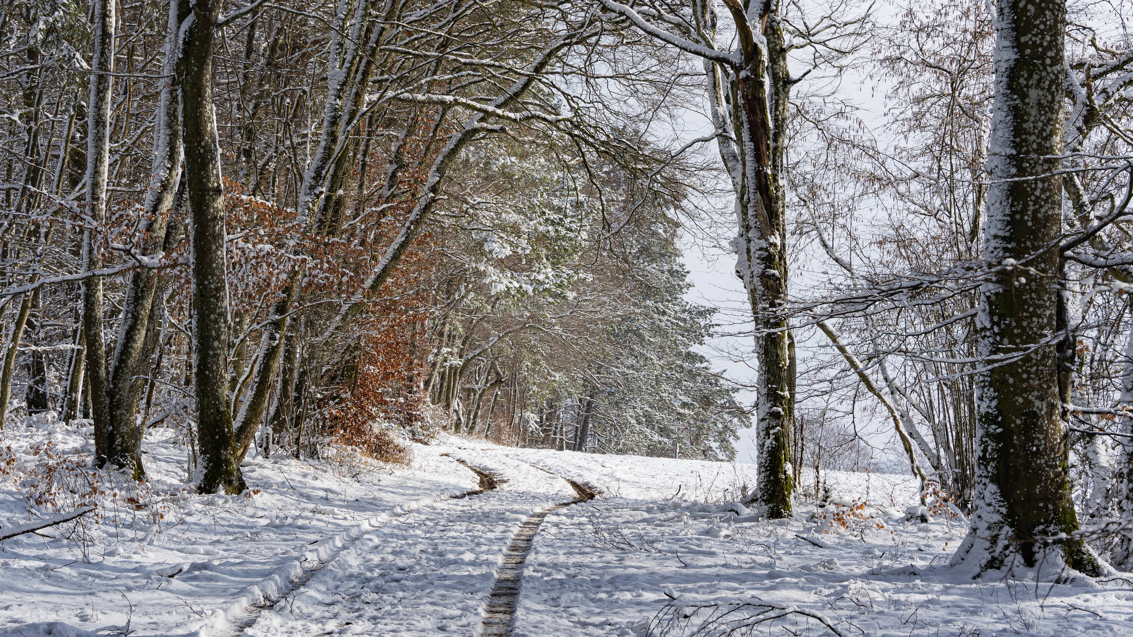 Download mobile wallpaper Winter, Snow, Forest, Earth, Path for free.