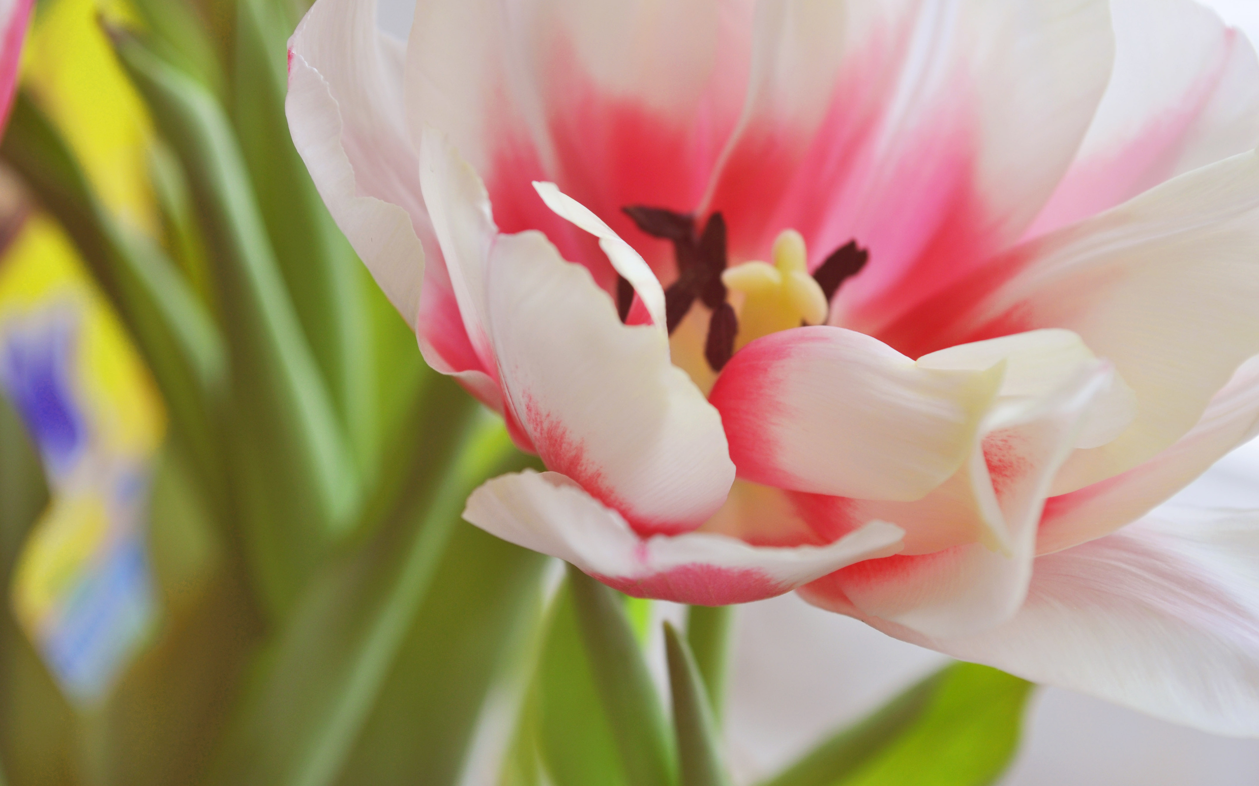 Download mobile wallpaper Tulip, Flowers, Earth for free.