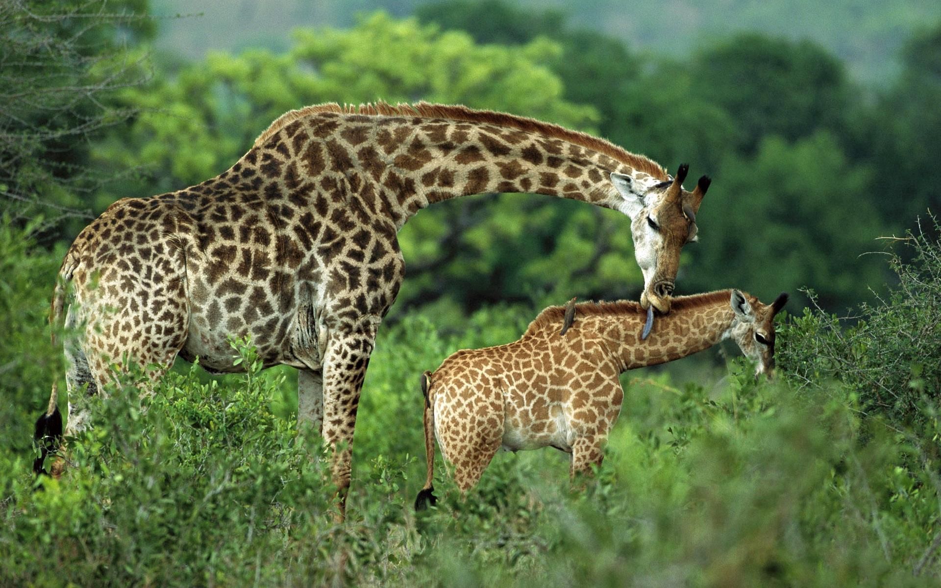 animals, grass, giraffes, young, couple, pair, stroll, care, joey