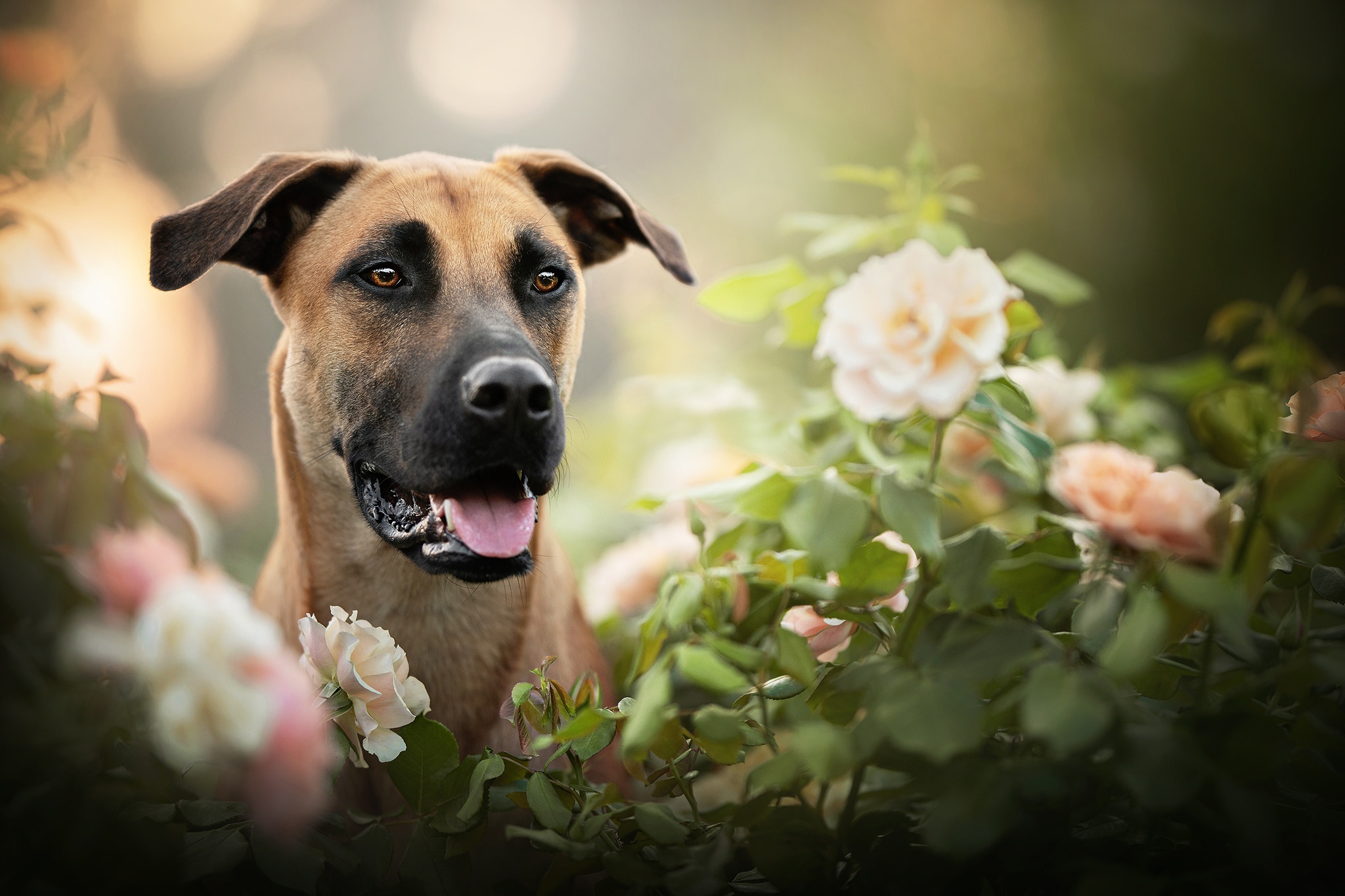 PCデスクトップに動物, 花, 薔薇, 犬画像を無料でダウンロード