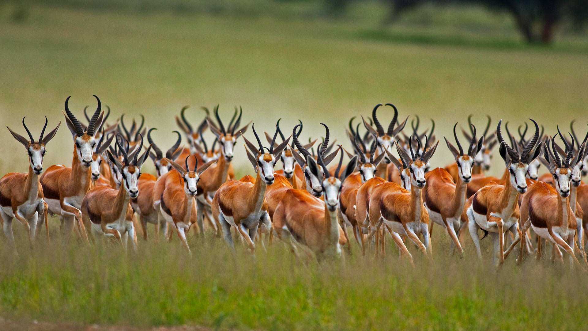 820590 Bild herunterladen tiere, antilope, springbock - Hintergrundbilder und Bildschirmschoner kostenlos