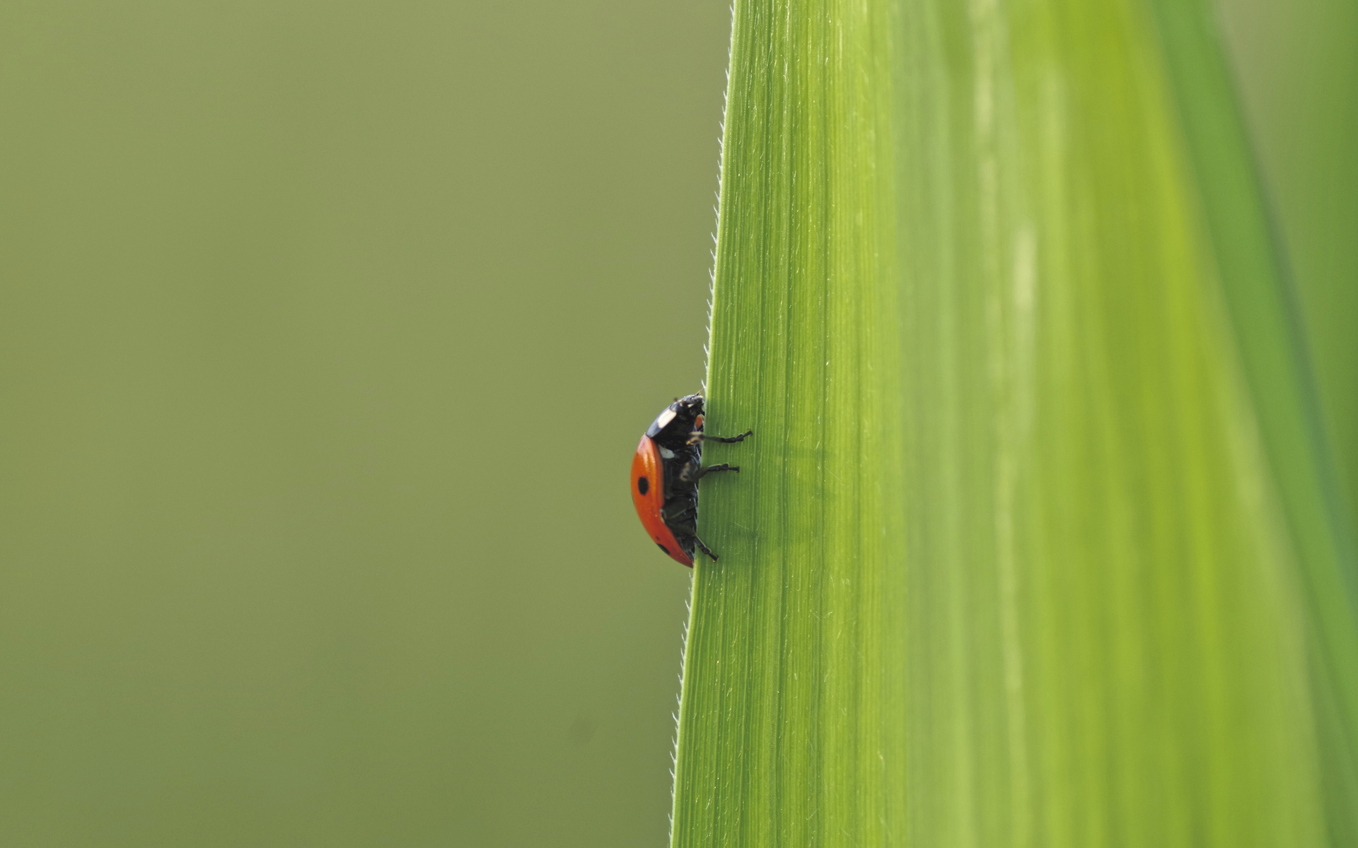 Download mobile wallpaper Animal, Ladybug for free.