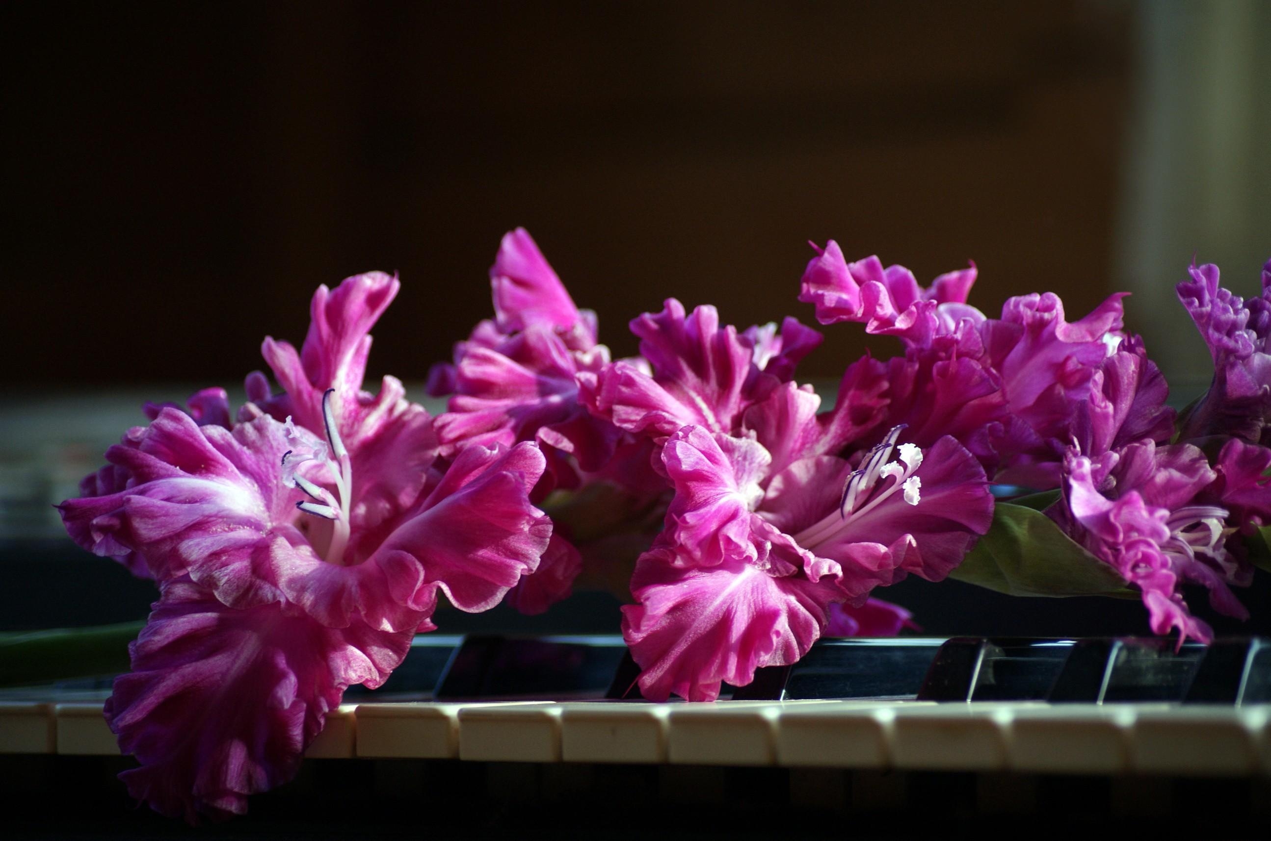Handy-Wallpaper Blumen, Gladiole, Schlüssel, Rosa, Klavier kostenlos herunterladen.