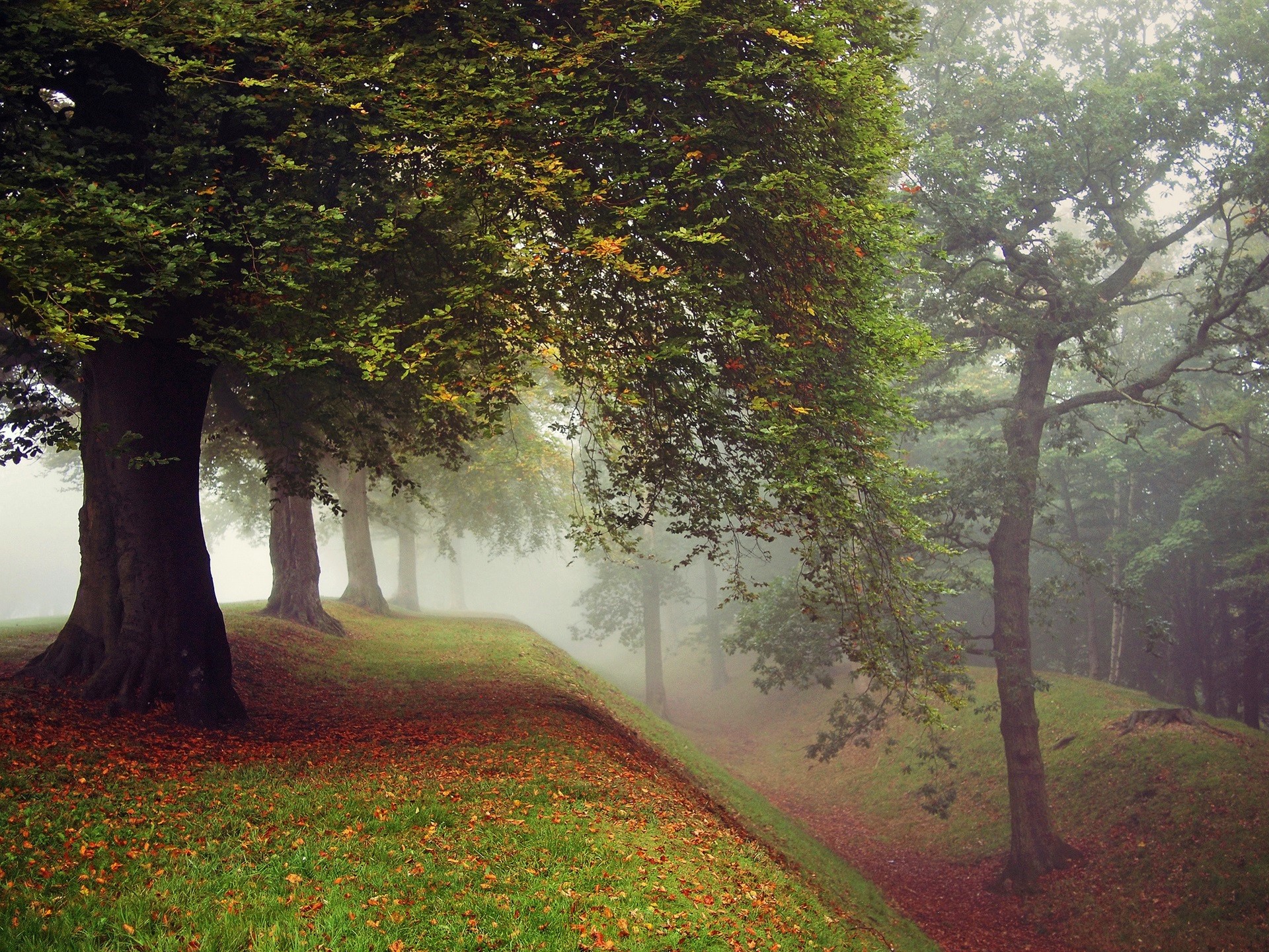 Baixar papel de parede para celular de Outono, Parque, Árvore, Fotografia, Neblina gratuito.