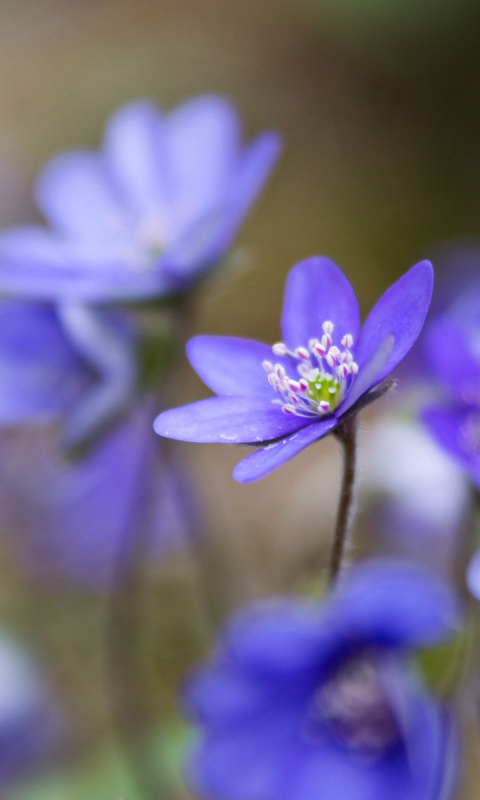 Descarga gratuita de fondo de pantalla para móvil de Flores, Flor, Tierra/naturaleza.