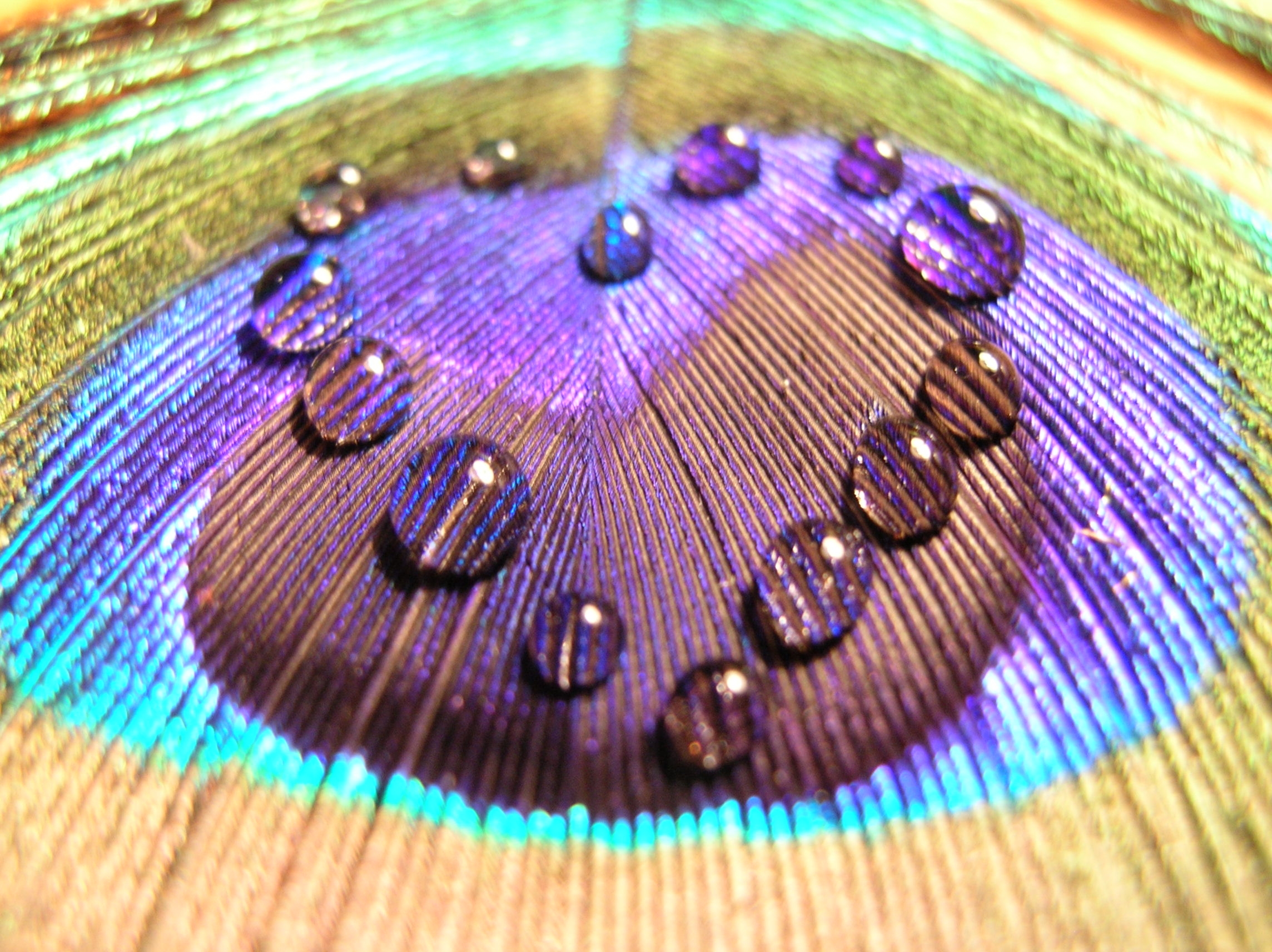 peacock, drops, feather, macro, multicolored, motley, surface, pen