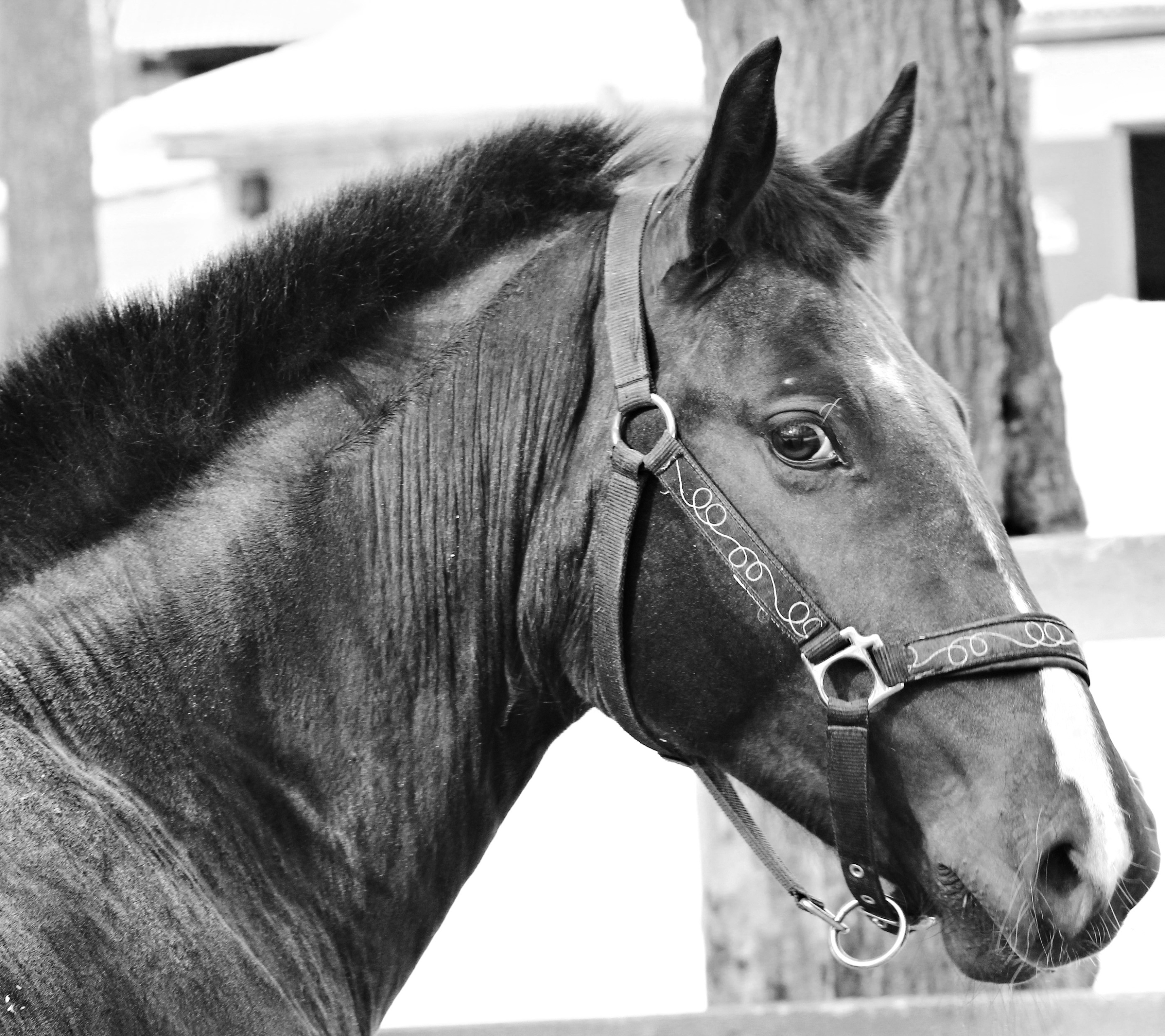 Téléchargez des papiers peints mobile Animaux, Cheval, Noir Blanc, Noir & Blanc gratuitement.