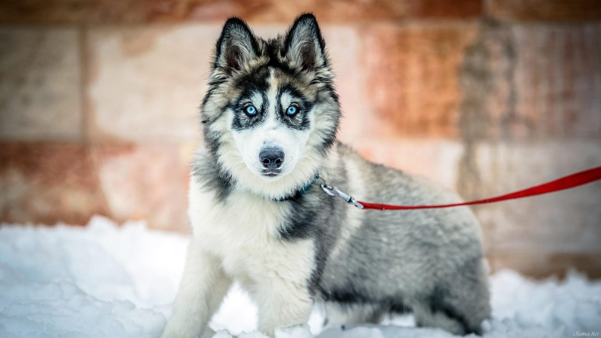 Download mobile wallpaper Winter, Dogs, Snow, Dog, Animal, Husky, Siberian Husky for free.