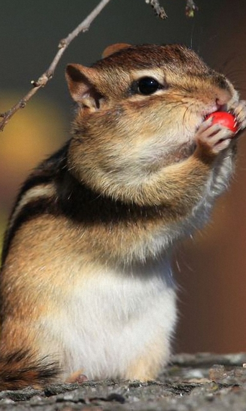 Handy-Wallpaper Tiere, Streifenhörnchen kostenlos herunterladen.