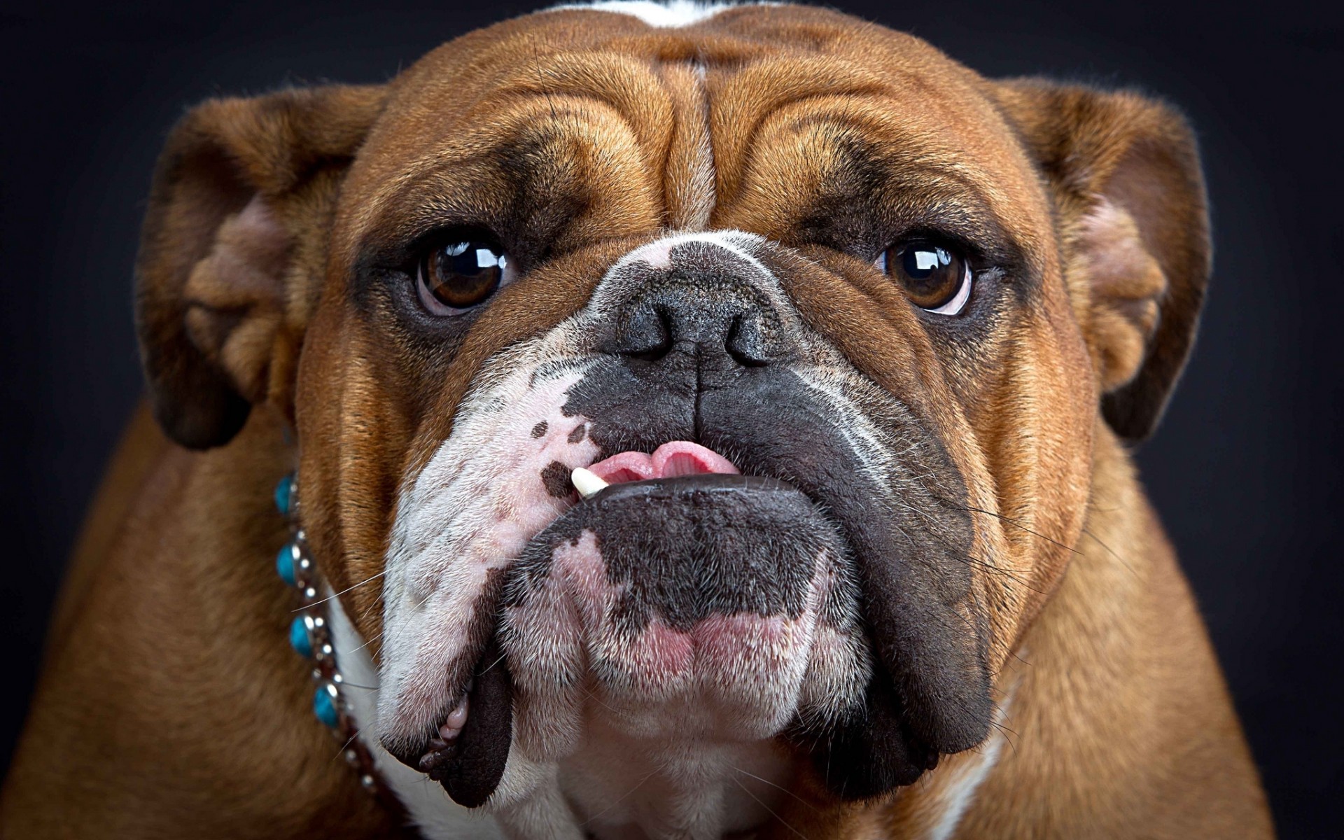 Die besten Englische Bulldogge-Hintergründe für den Telefonbildschirm