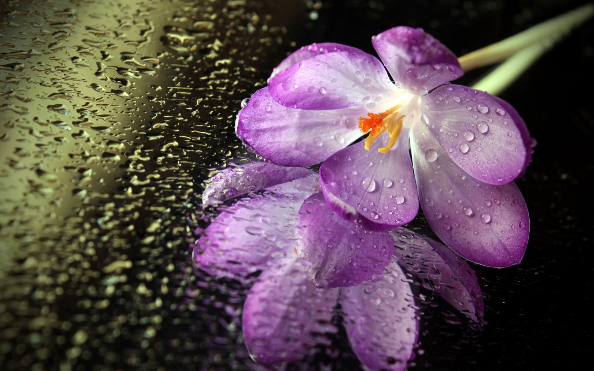 Descarga gratuita de fondo de pantalla para móvil de Flores, Flor, Tierra/naturaleza.