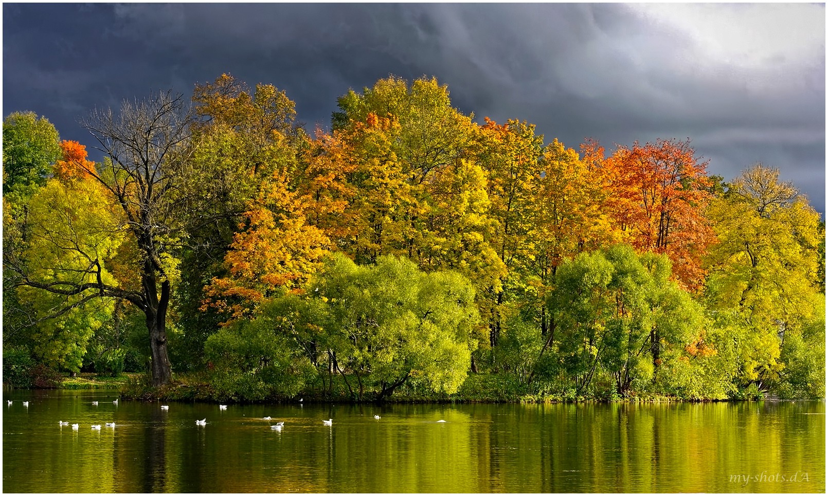 Laden Sie das Herbst, See, Schwan, Erde/natur-Bild kostenlos auf Ihren PC-Desktop herunter