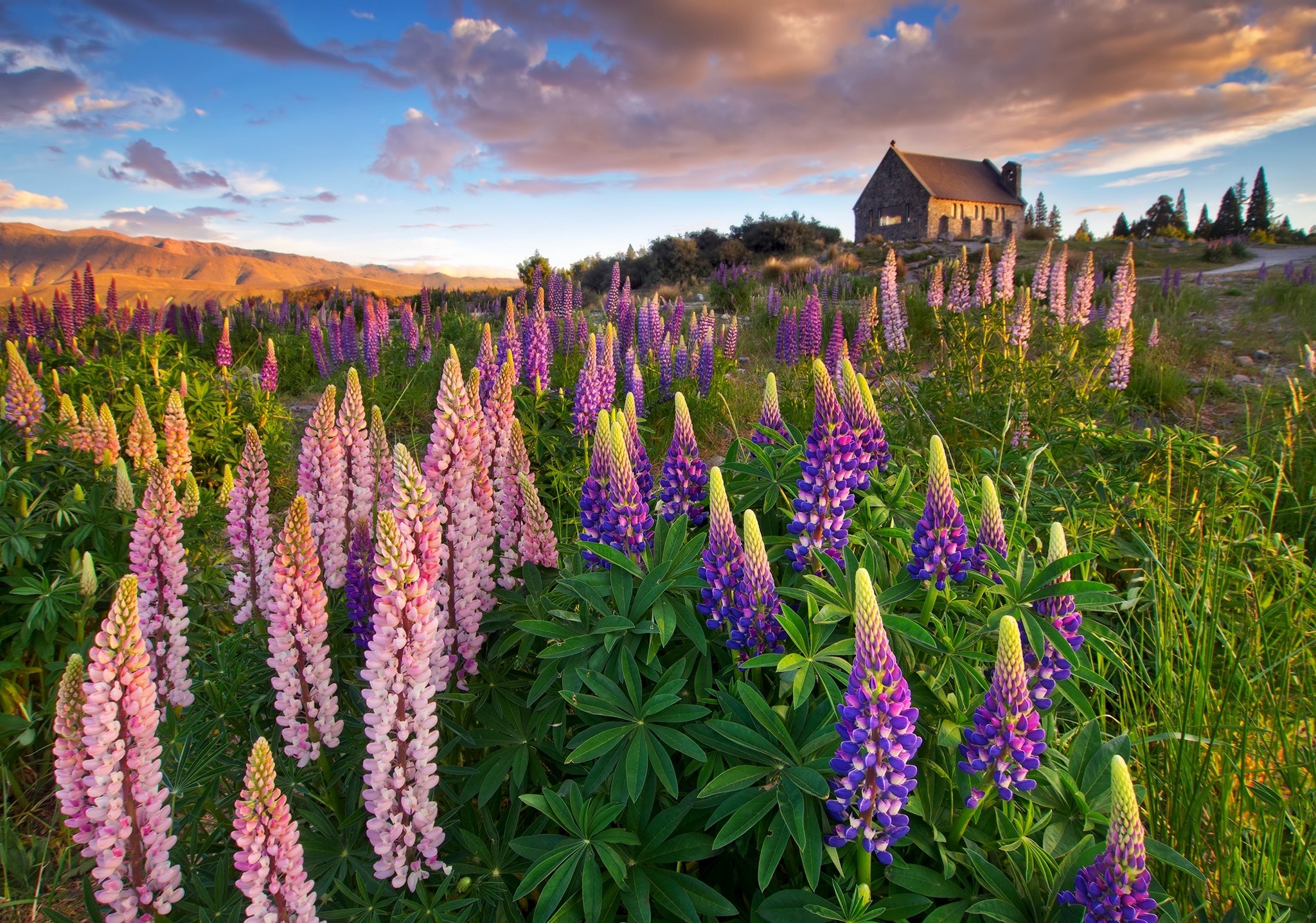 Laden Sie das Blume, Feld, Lupinen, Lila Blume, Erde/natur, Pinke Blume-Bild kostenlos auf Ihren PC-Desktop herunter