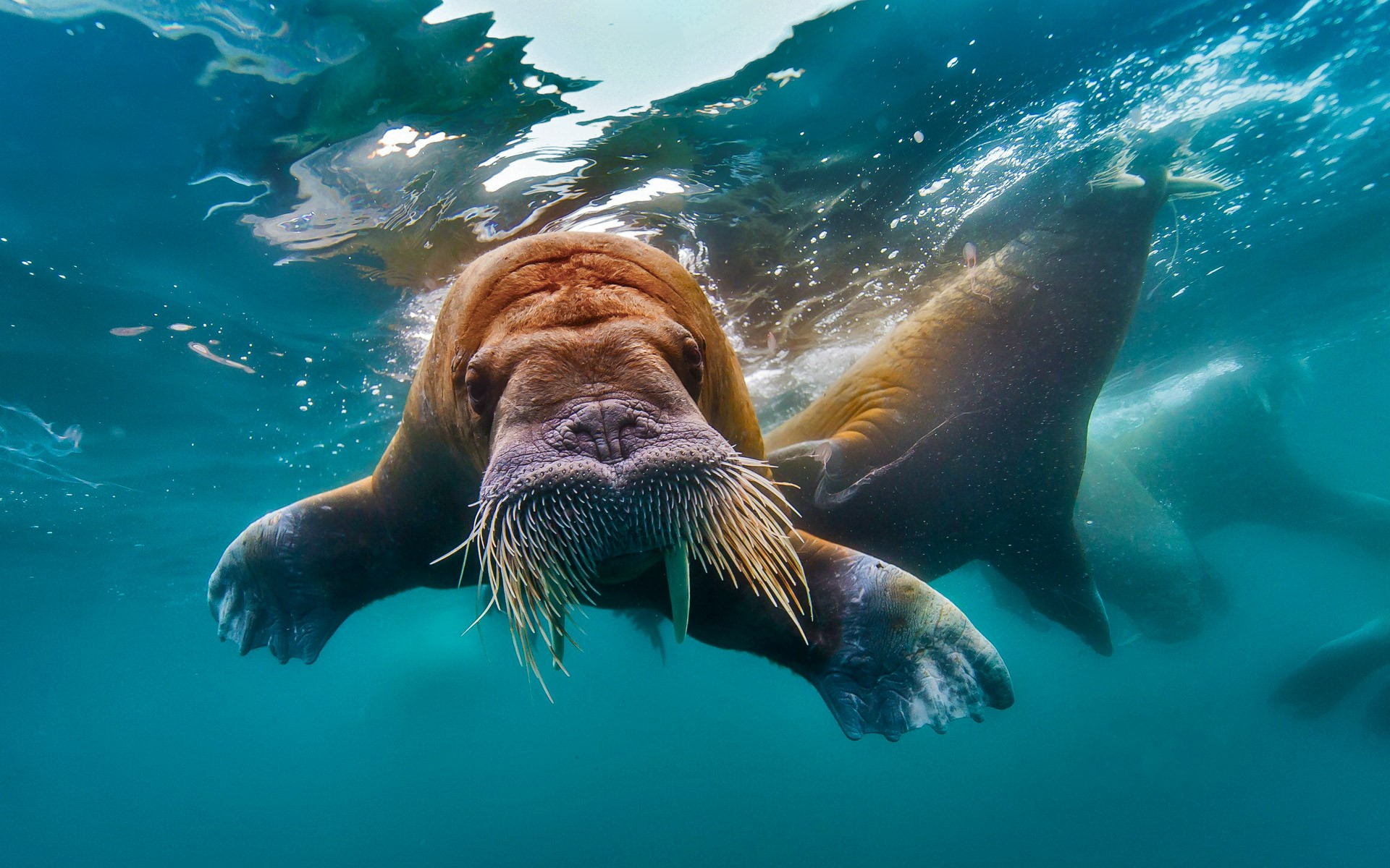 animal, walrus, sea, water
