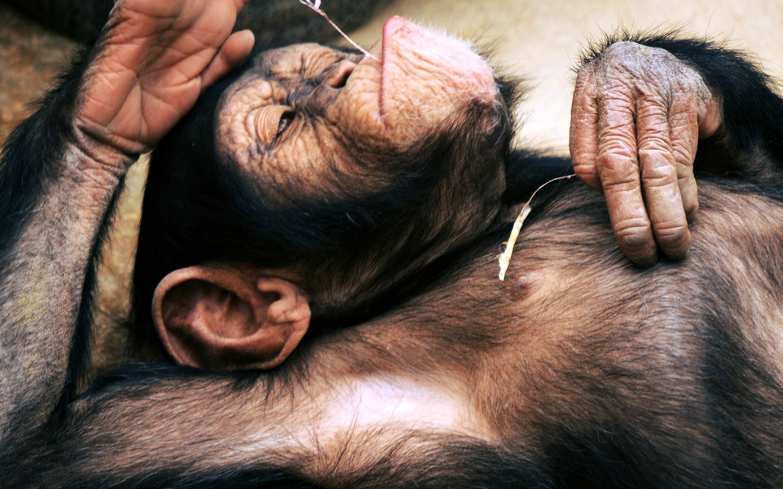 1466792 descargar imagen animales, chimpancé: fondos de pantalla y protectores de pantalla gratis