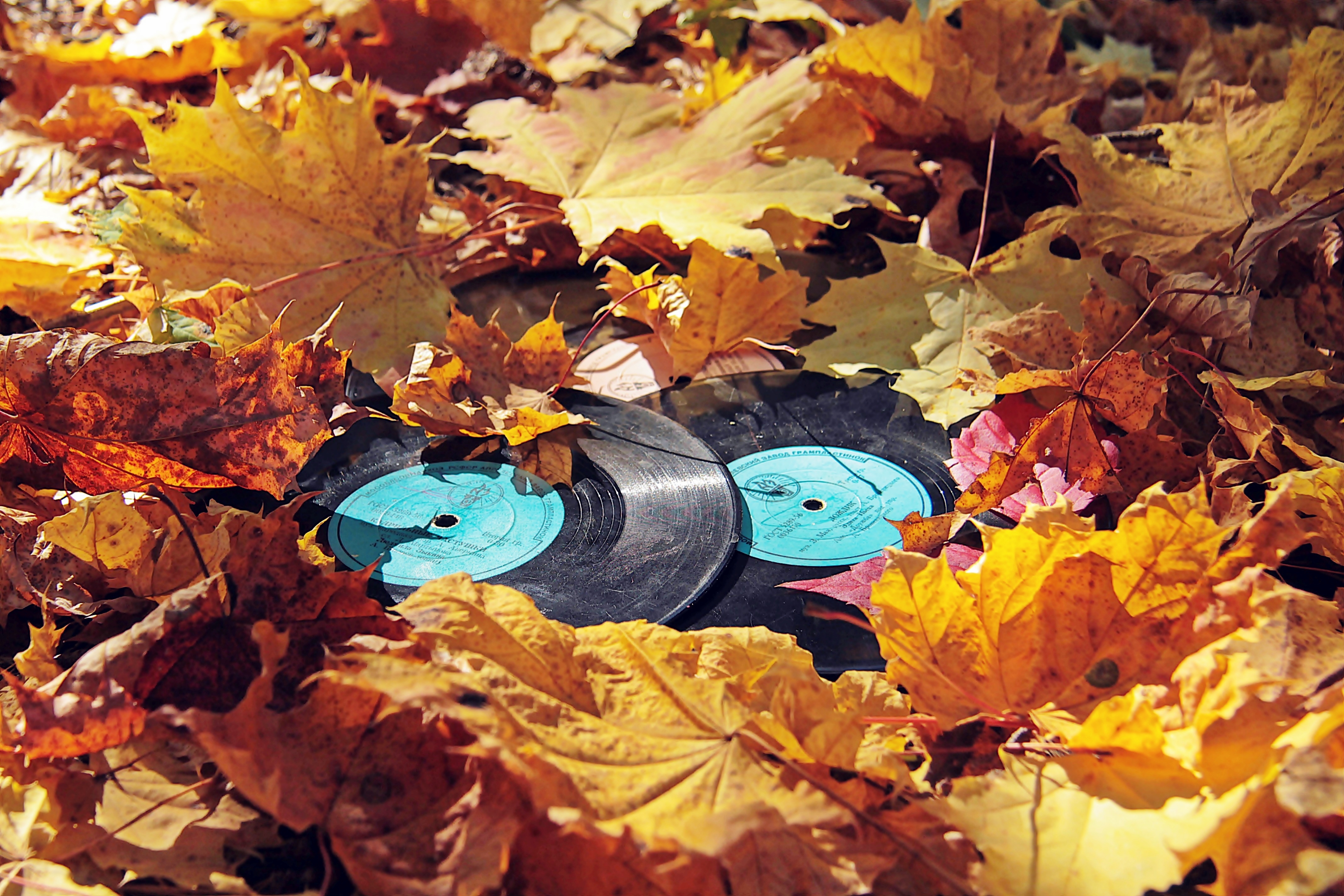 Download mobile wallpaper Music, Leaf, Fall, Record for free.