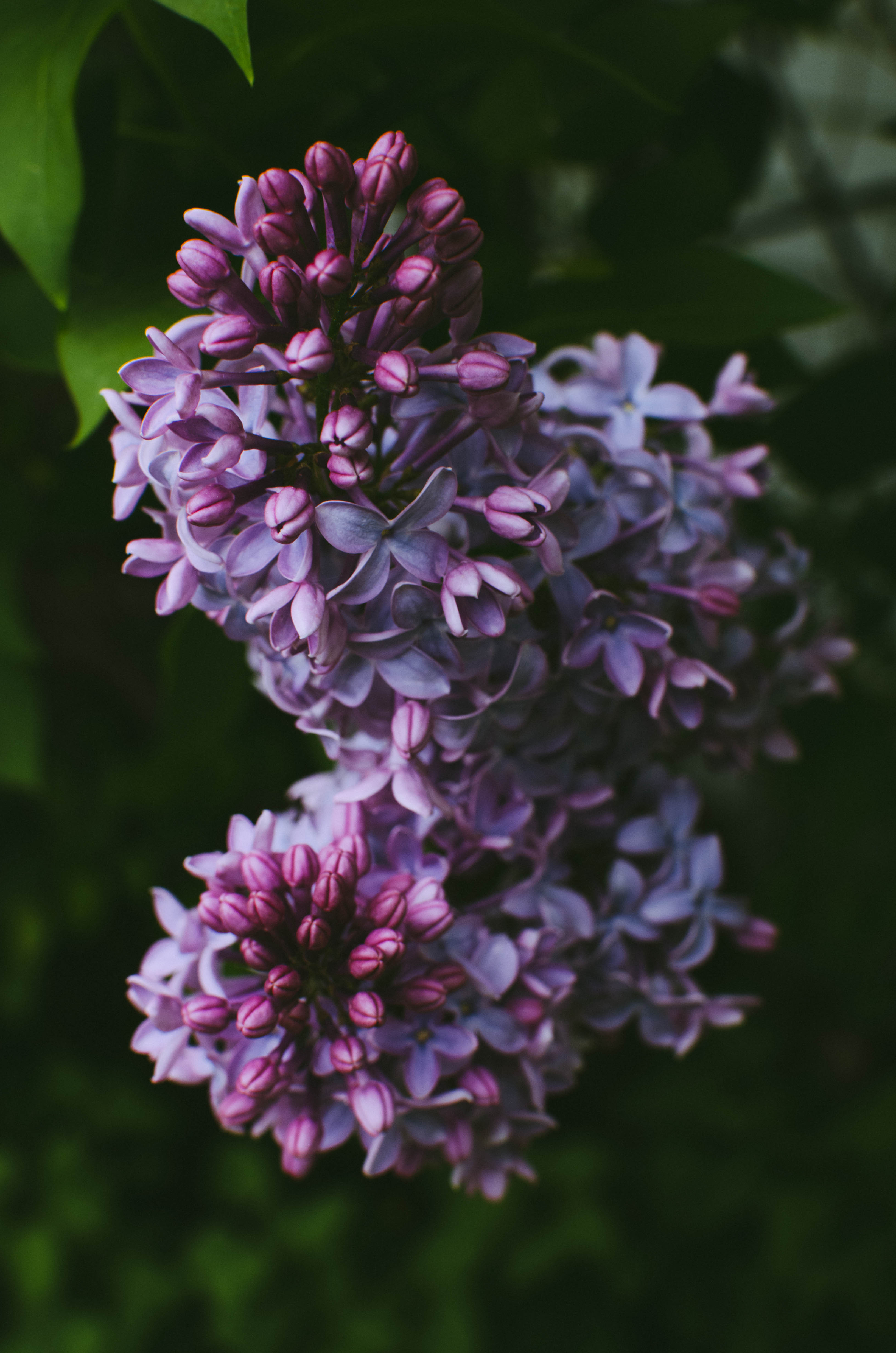 Free download wallpaper Flowers, Bush, Lilac on your PC desktop