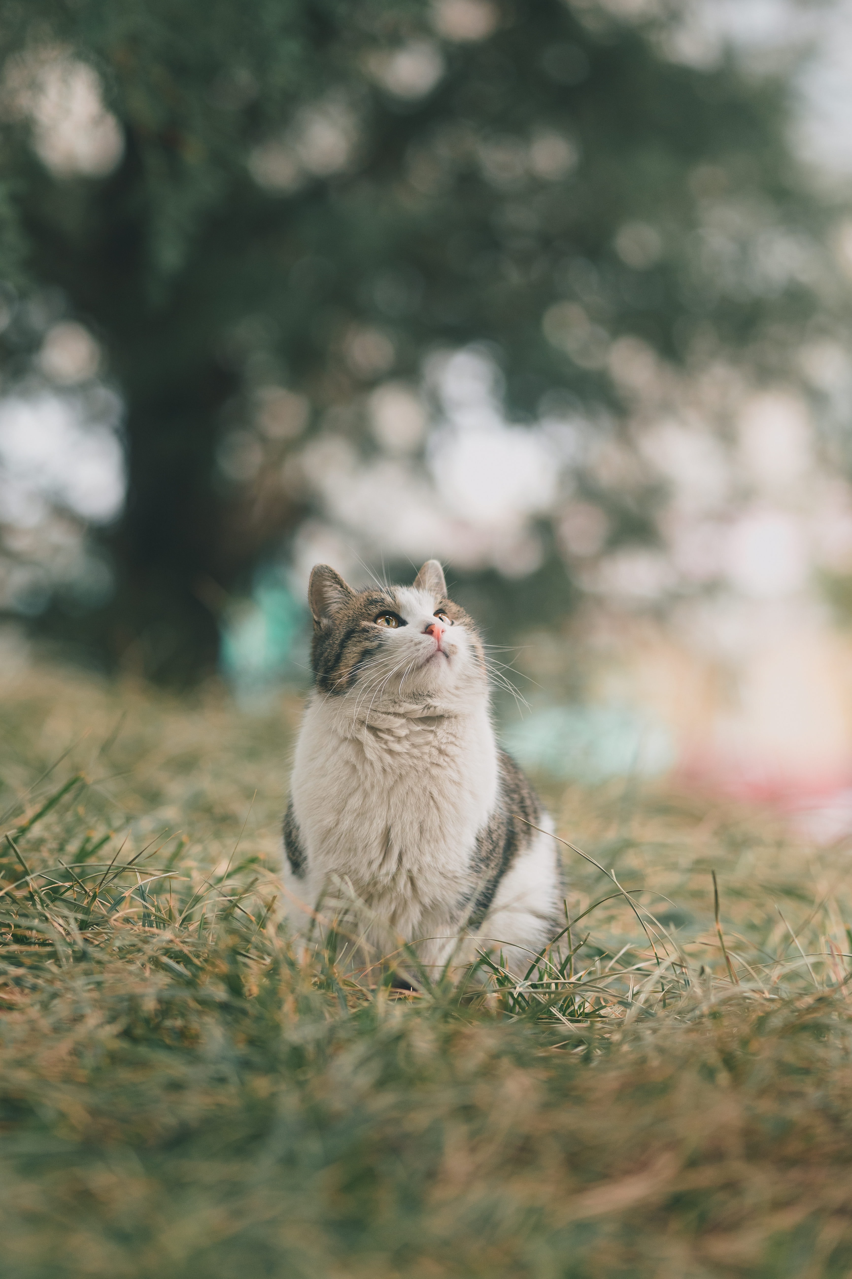 fluffy, animals, grass, cat, pet, sight, opinion cell phone wallpapers