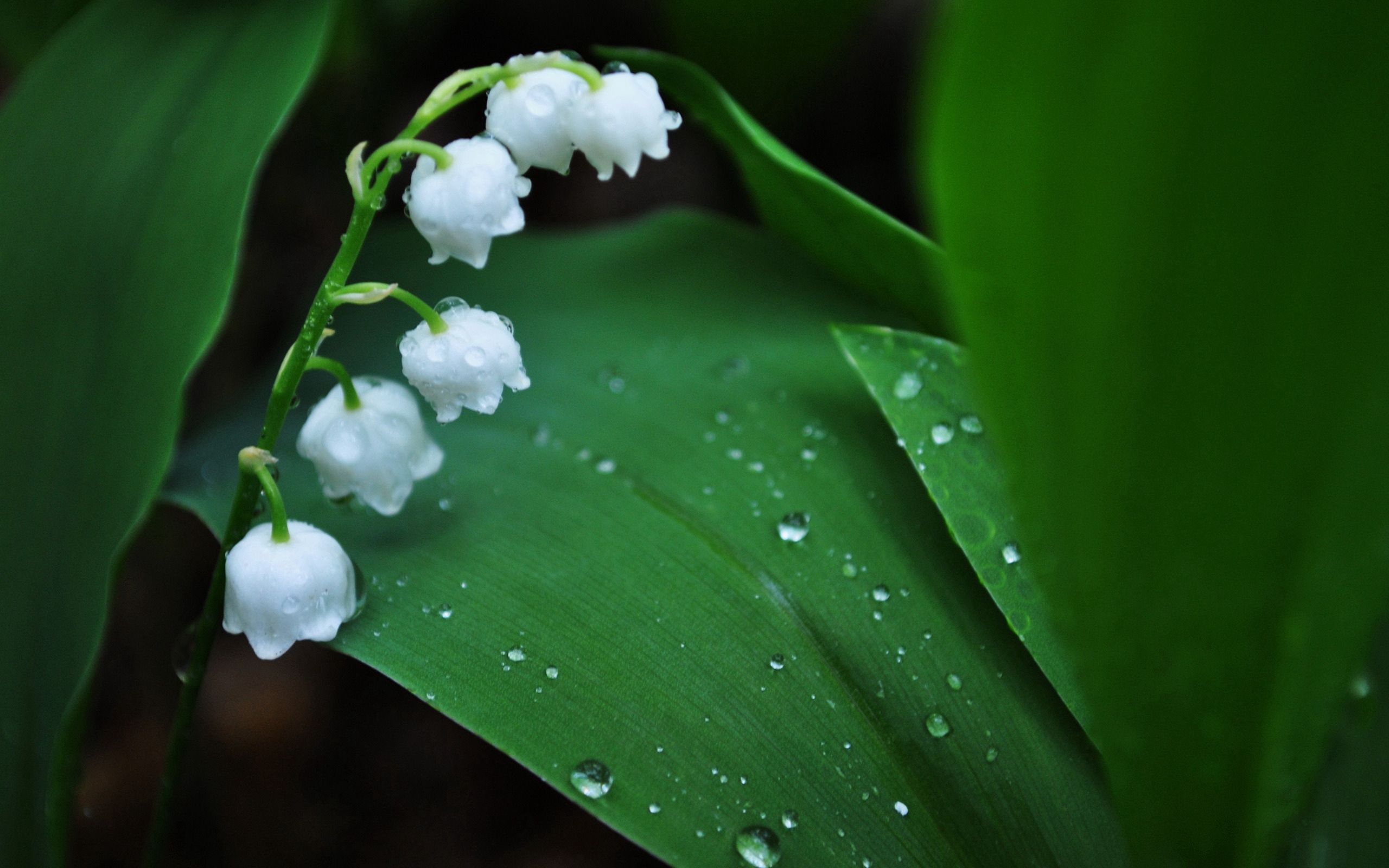 lily of the valley, white, green, flower, macro