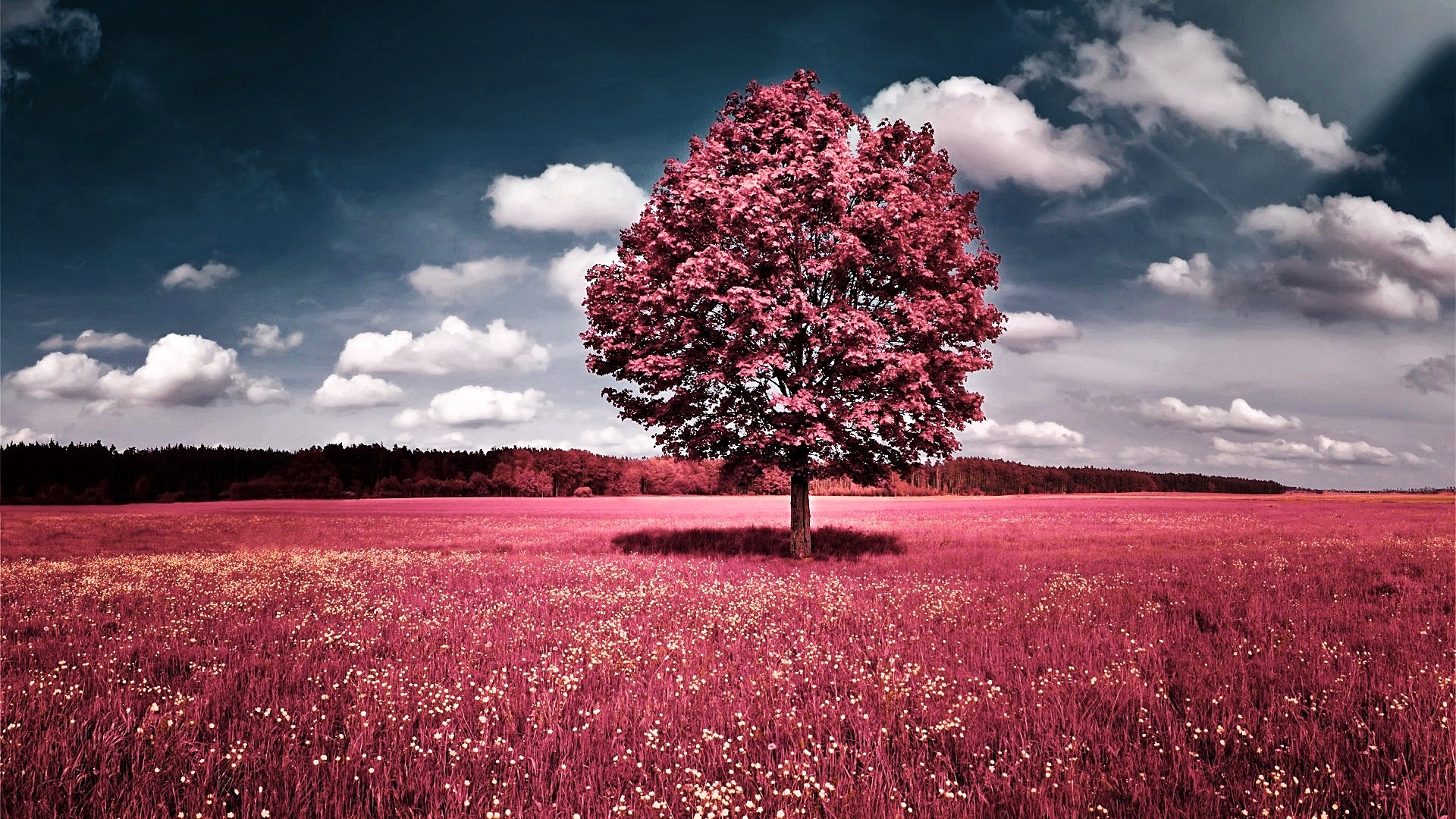 Téléchargez gratuitement l'image Arbre, Terre/nature sur le bureau de votre PC