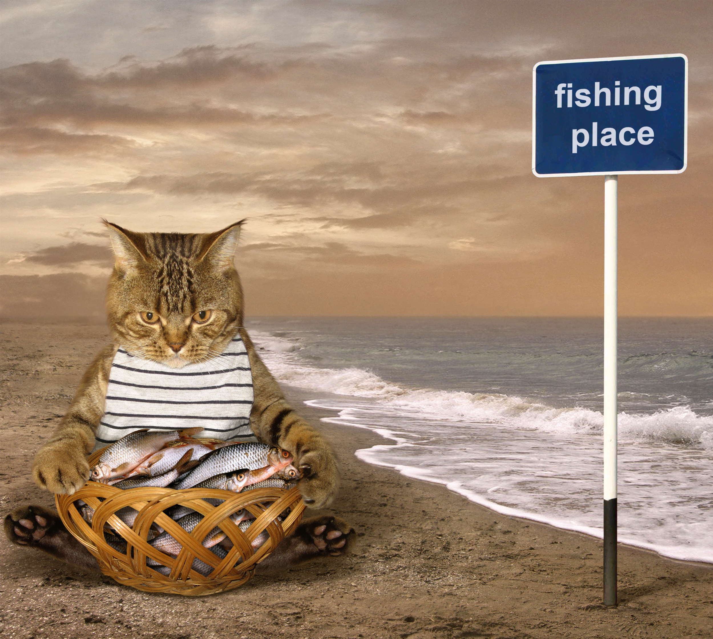 Download mobile wallpaper Funny, Cats, Beach, Cat, Ocean, Fish, Humor for free.