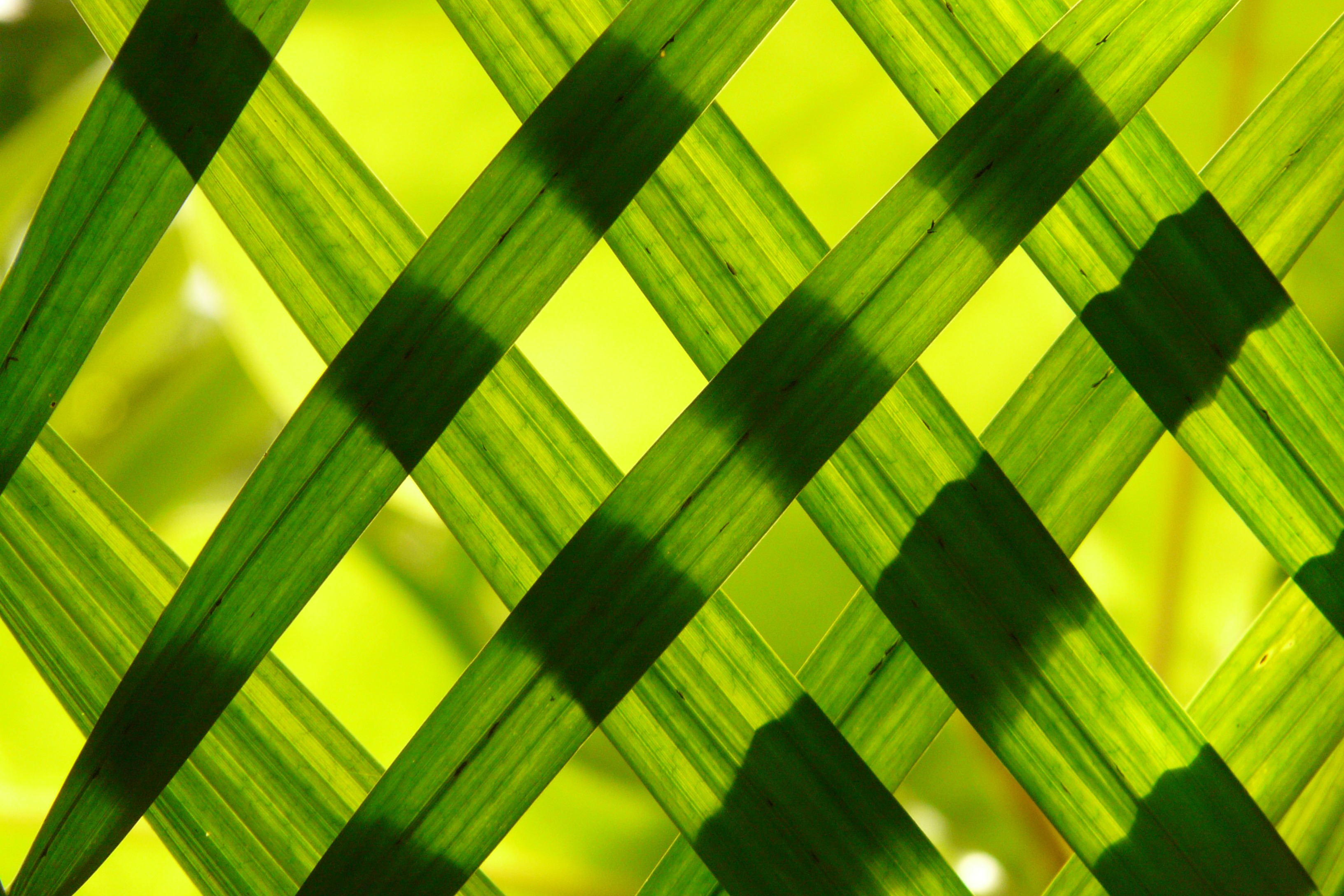 Download mobile wallpaper Nature, Grass, Pattern, Close Up, Leaf, Earth, Sunny for free.