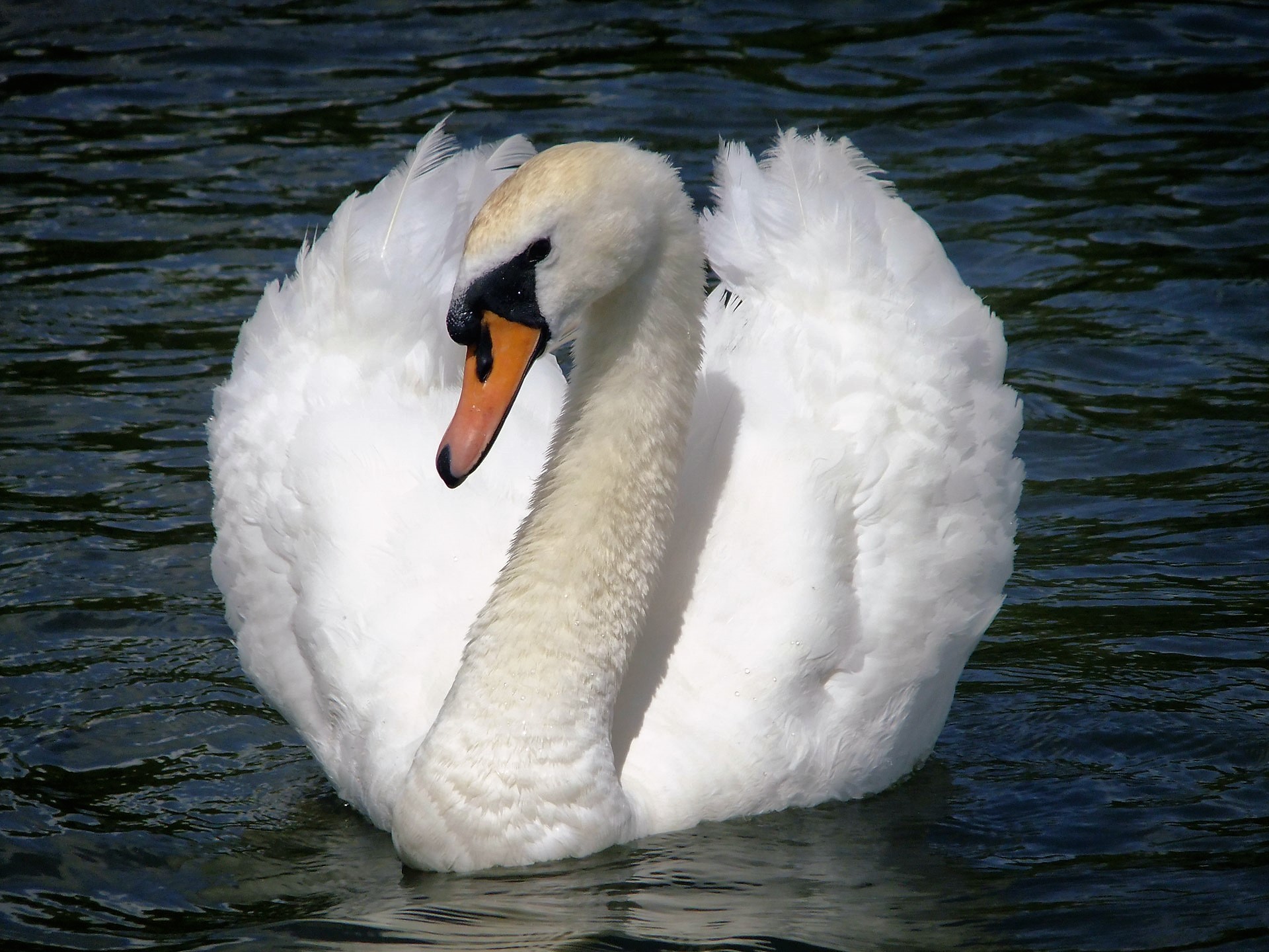 Laden Sie das Tiere, Vögel, Vogel, Höckerschwan-Bild kostenlos auf Ihren PC-Desktop herunter