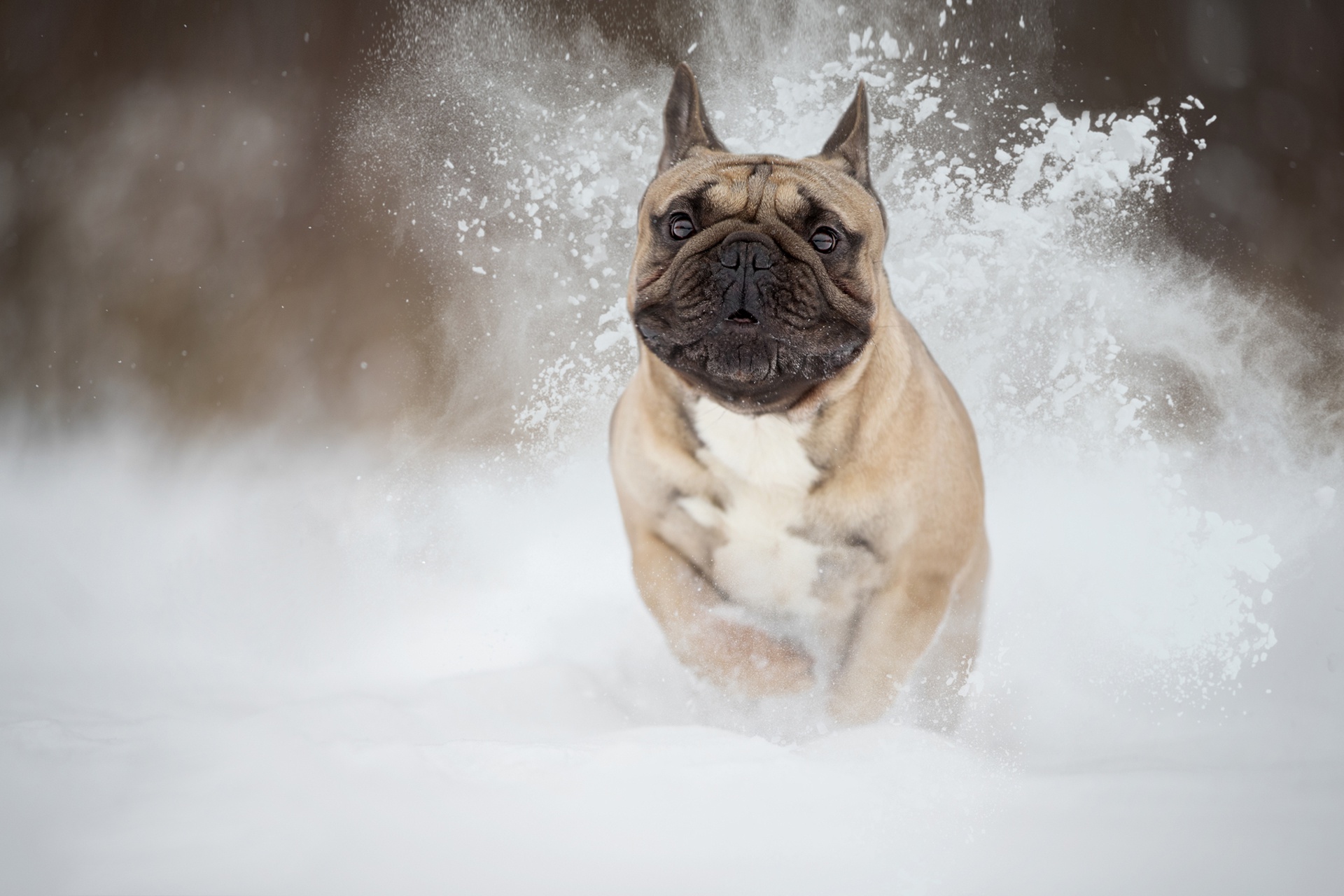 Laden Sie das Tiere, Hunde, Schnee, Hund, Französisch Bulldogge-Bild kostenlos auf Ihren PC-Desktop herunter