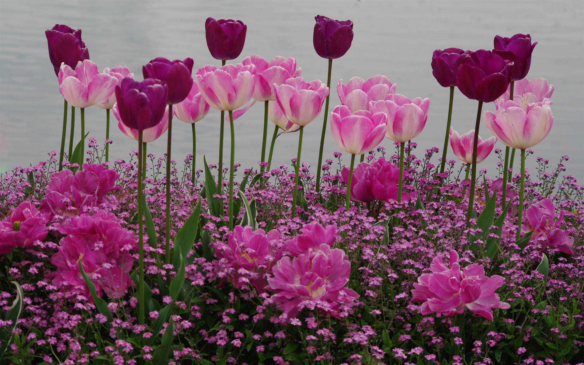 Скачать обои бесплатно Цветок, Сад, Тюльпан, Фиолетовый Цветок, Земля/природа, Розовый Цветок, Флауэрсы картинка на рабочий стол ПК