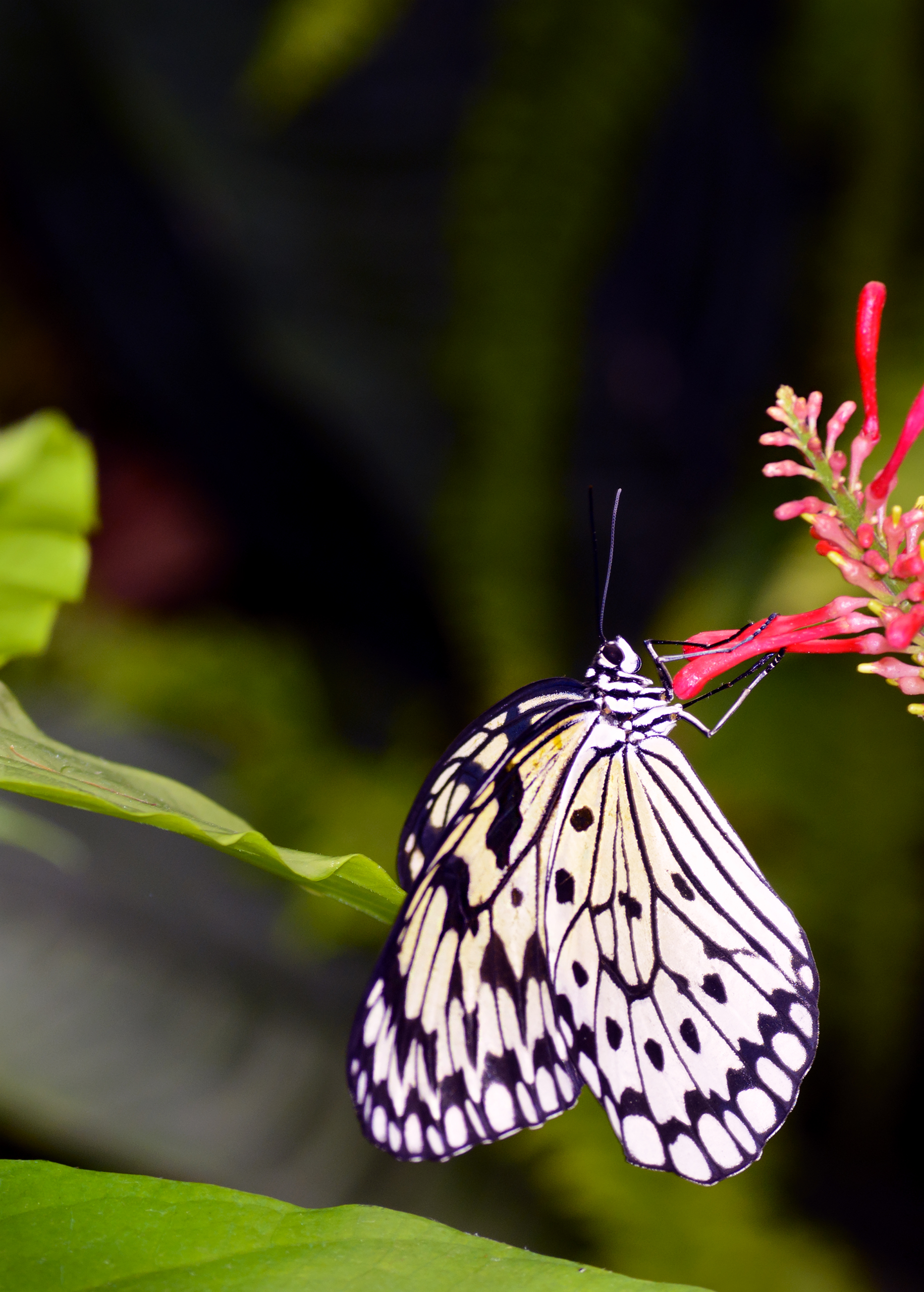 Download mobile wallpaper Macro, Insect, Animals, Wings, Flower, Pattern, Butterfly for free.