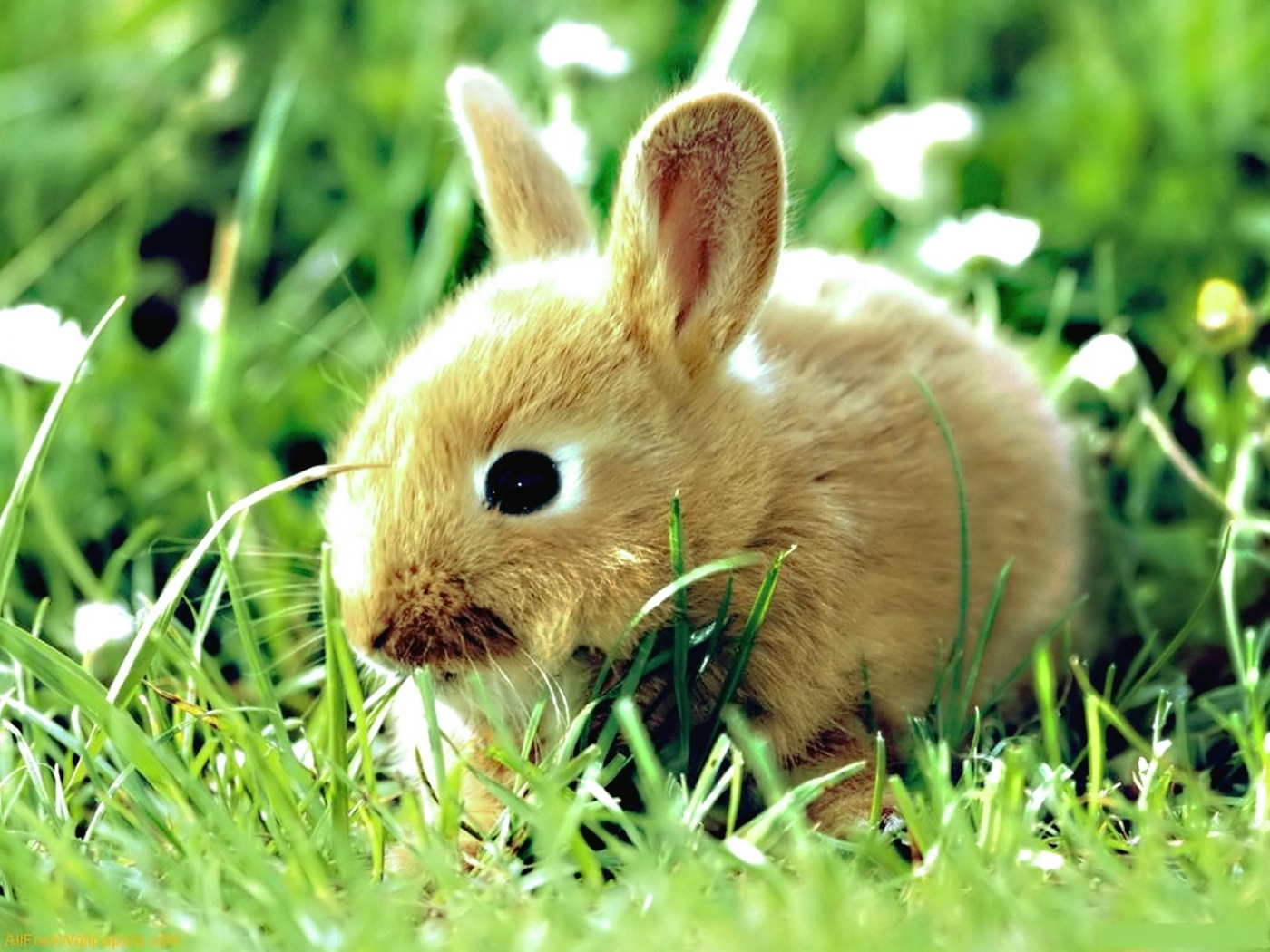 47584 descargar fondo de pantalla conejos, animales: protectores de pantalla e imágenes gratis