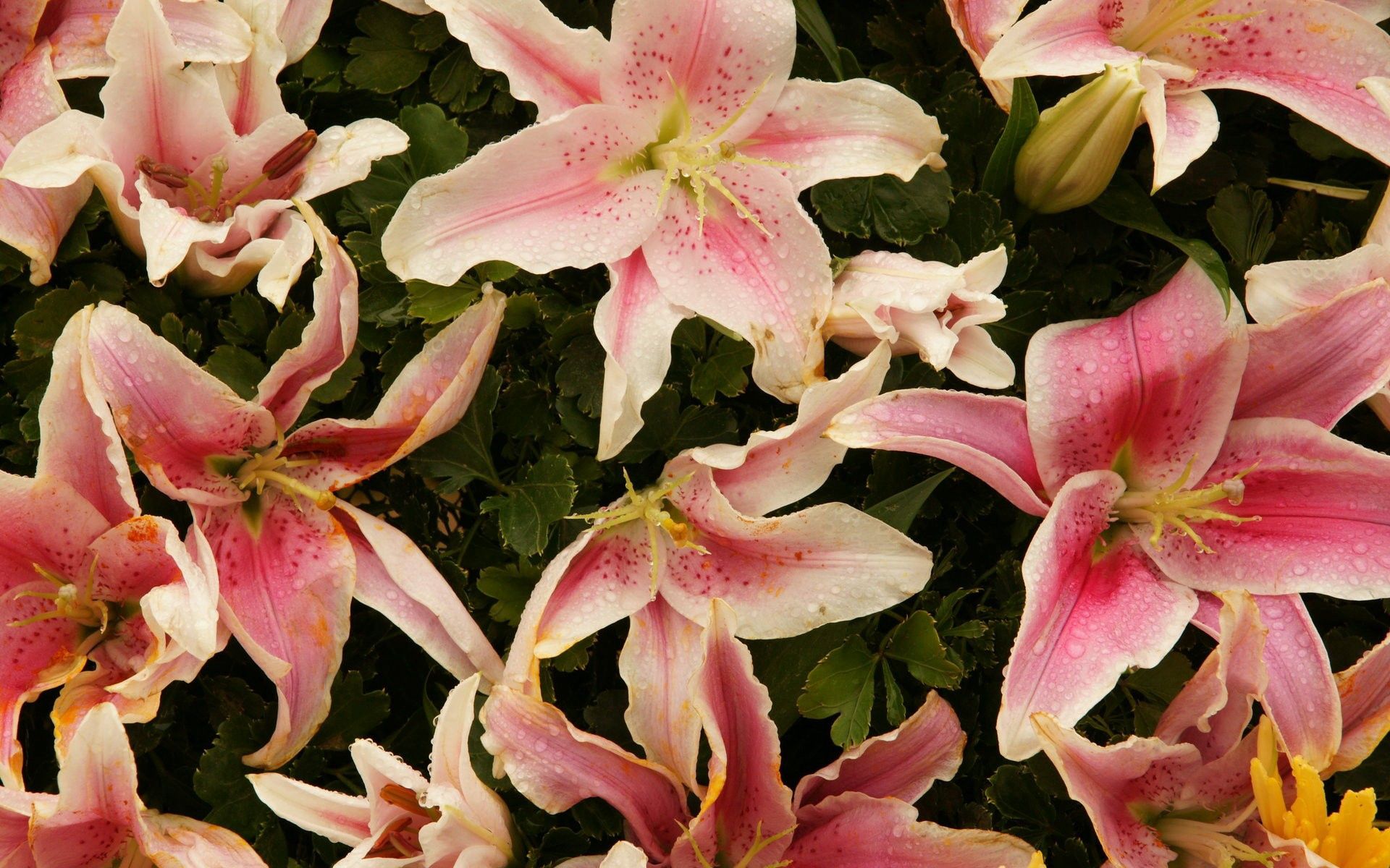 Download mobile wallpaper Stamens, Close Up, Petals, Flowers, Lilies for free.