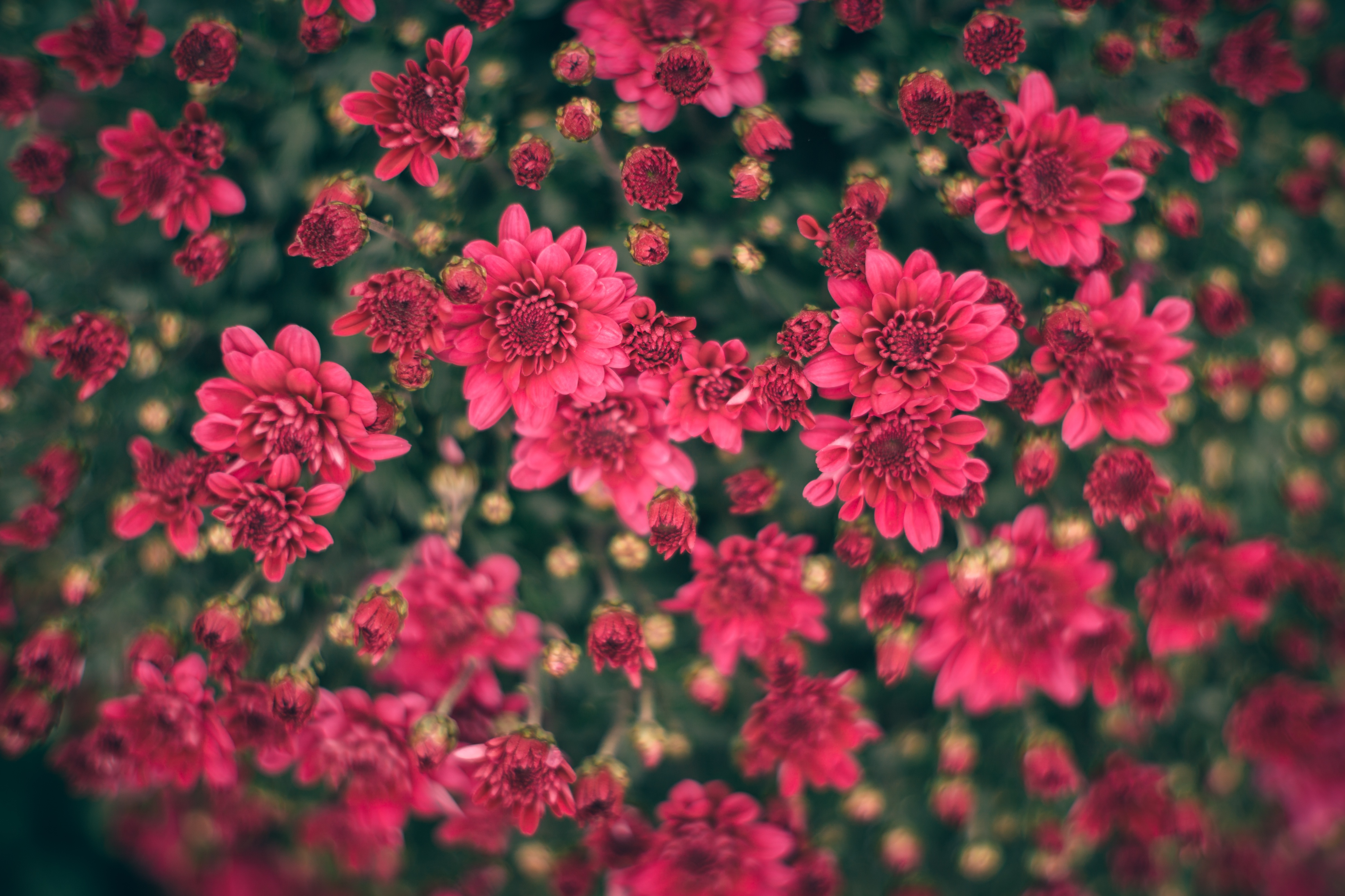 Download mobile wallpaper Nature, Flowers, Chrysanthemum, Flower, Earth, Pink Flower for free.