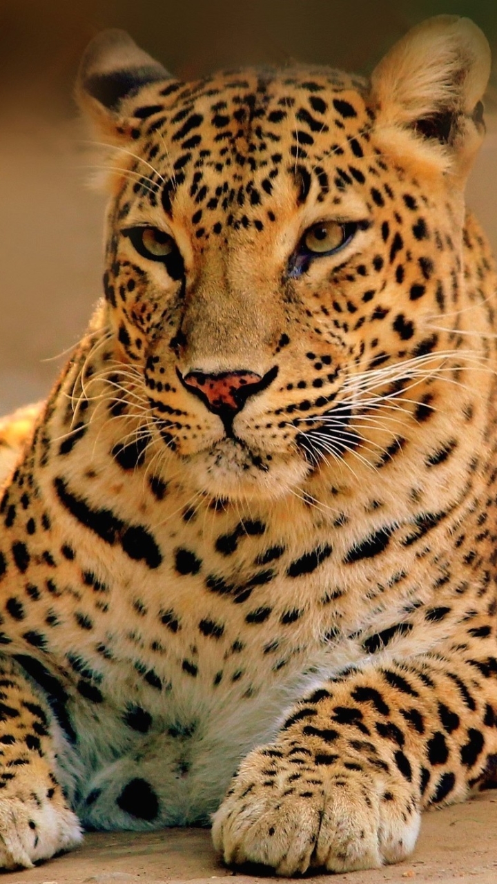 Скачати мобільні шпалери Леопард, Тварина, Коти безкоштовно.