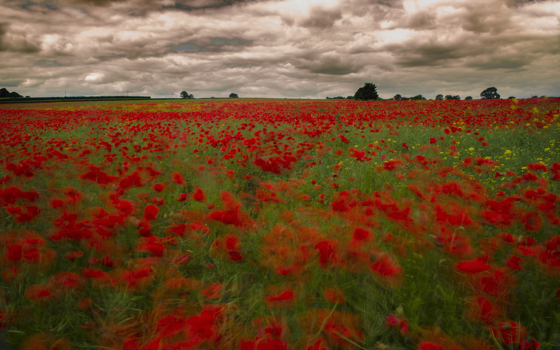 Free download wallpaper Flowers, Earth, Poppy on your PC desktop